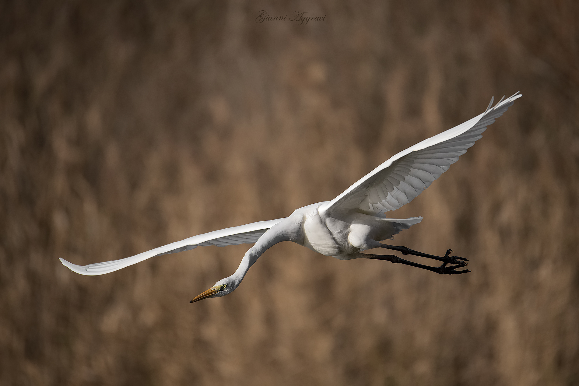 early in the morning