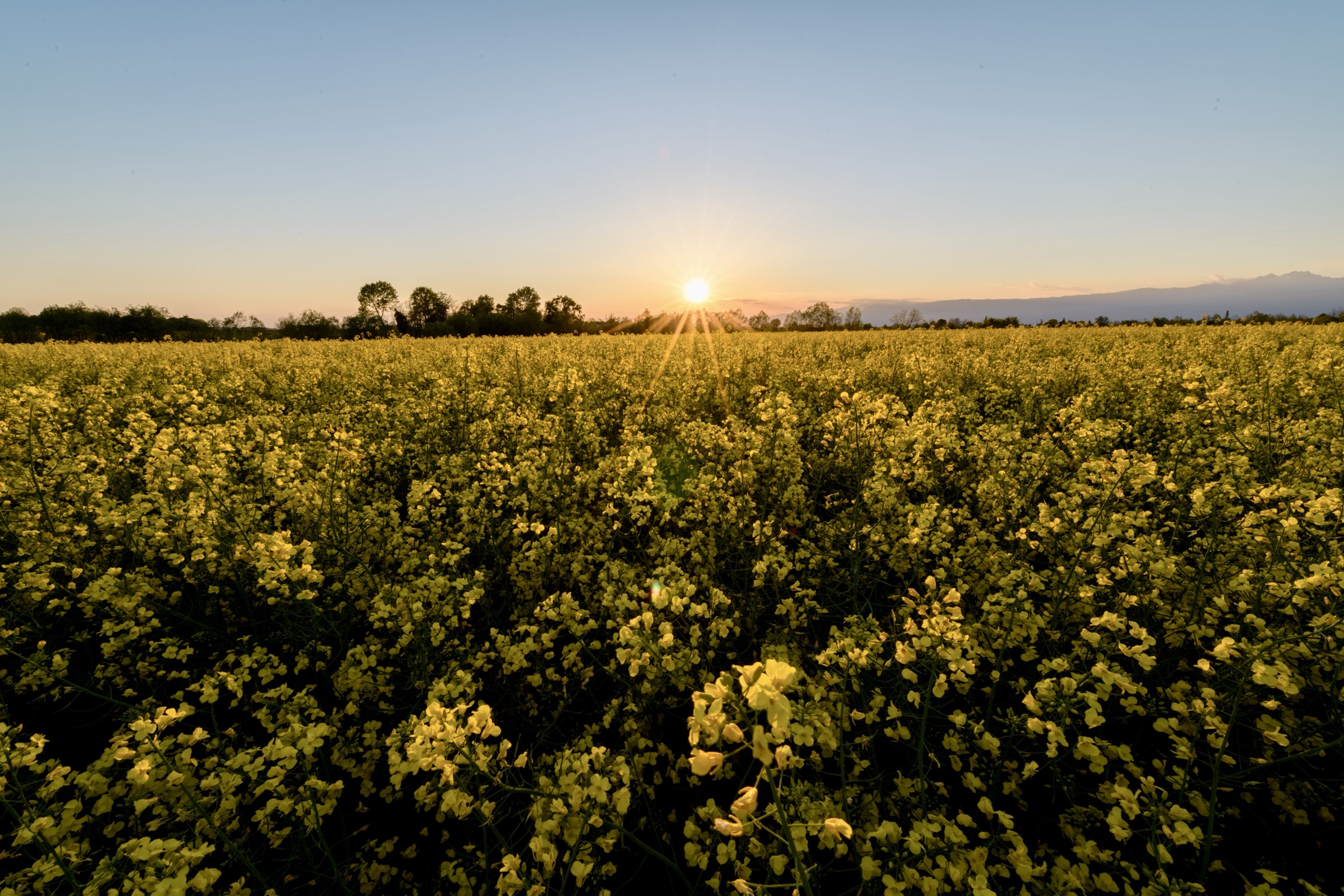 Campo di colza al tramonto