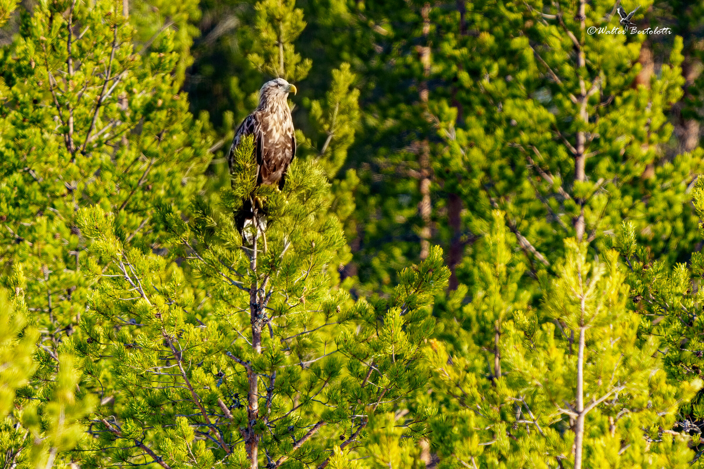 aquila di mare coda bianca