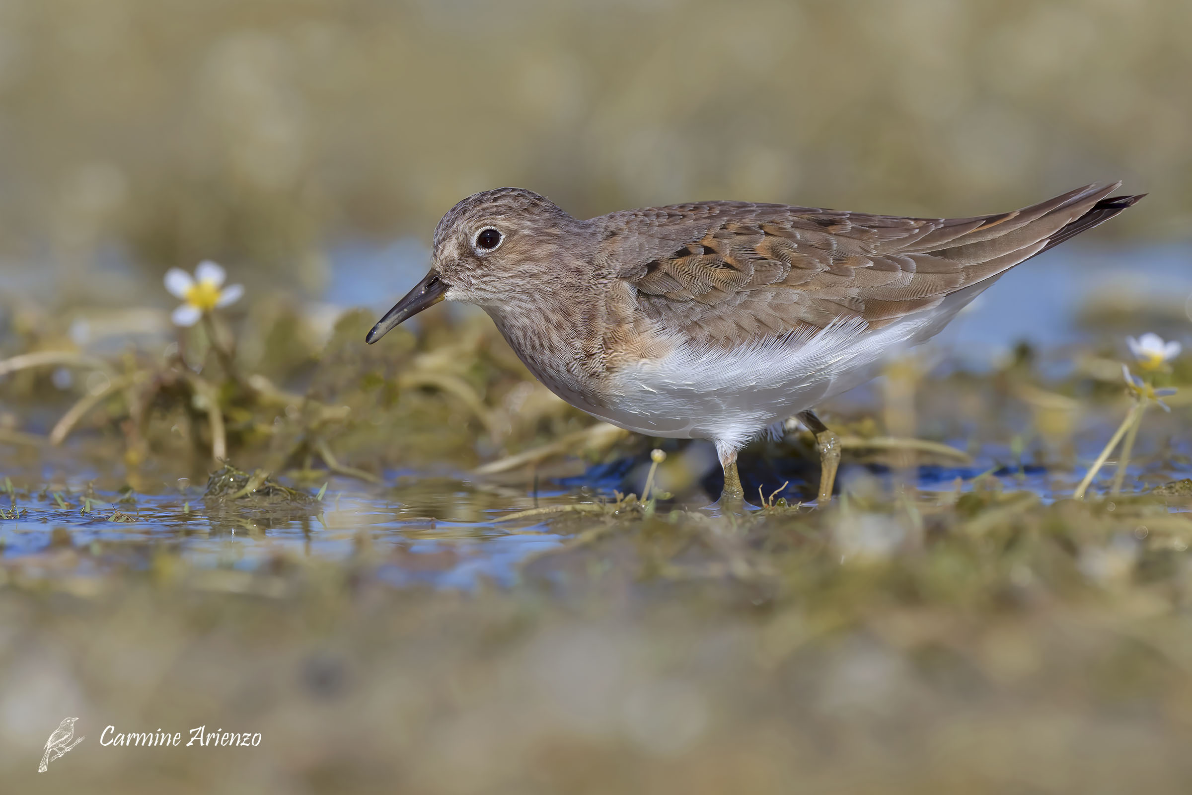 Gambecchio nano - Calidris temminckii -