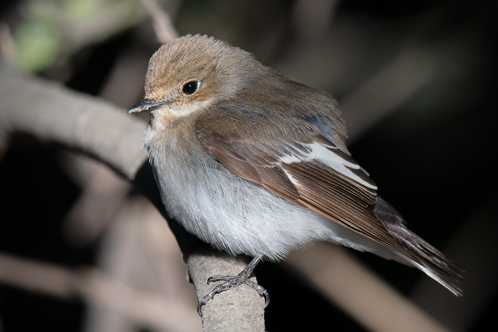Balia nera (femmina)