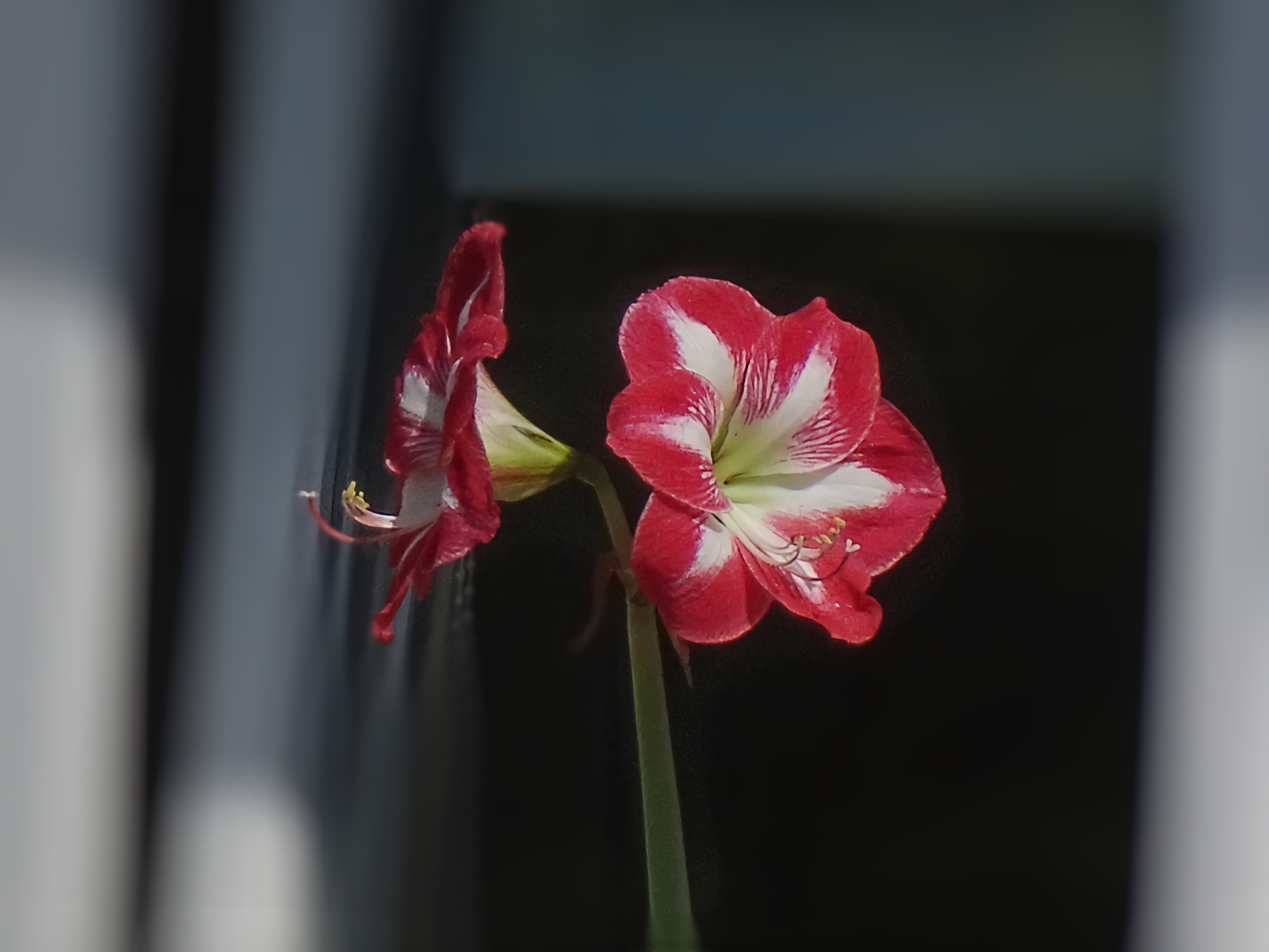 Amarillys - 50X crop.2,70