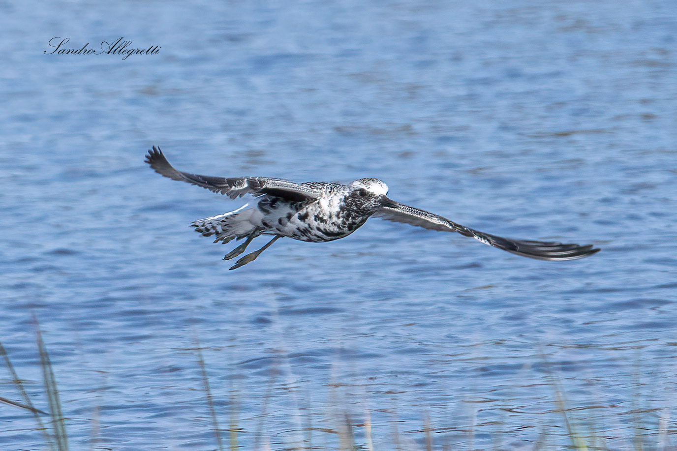 La pivieressa (Pluvialis squatarola)