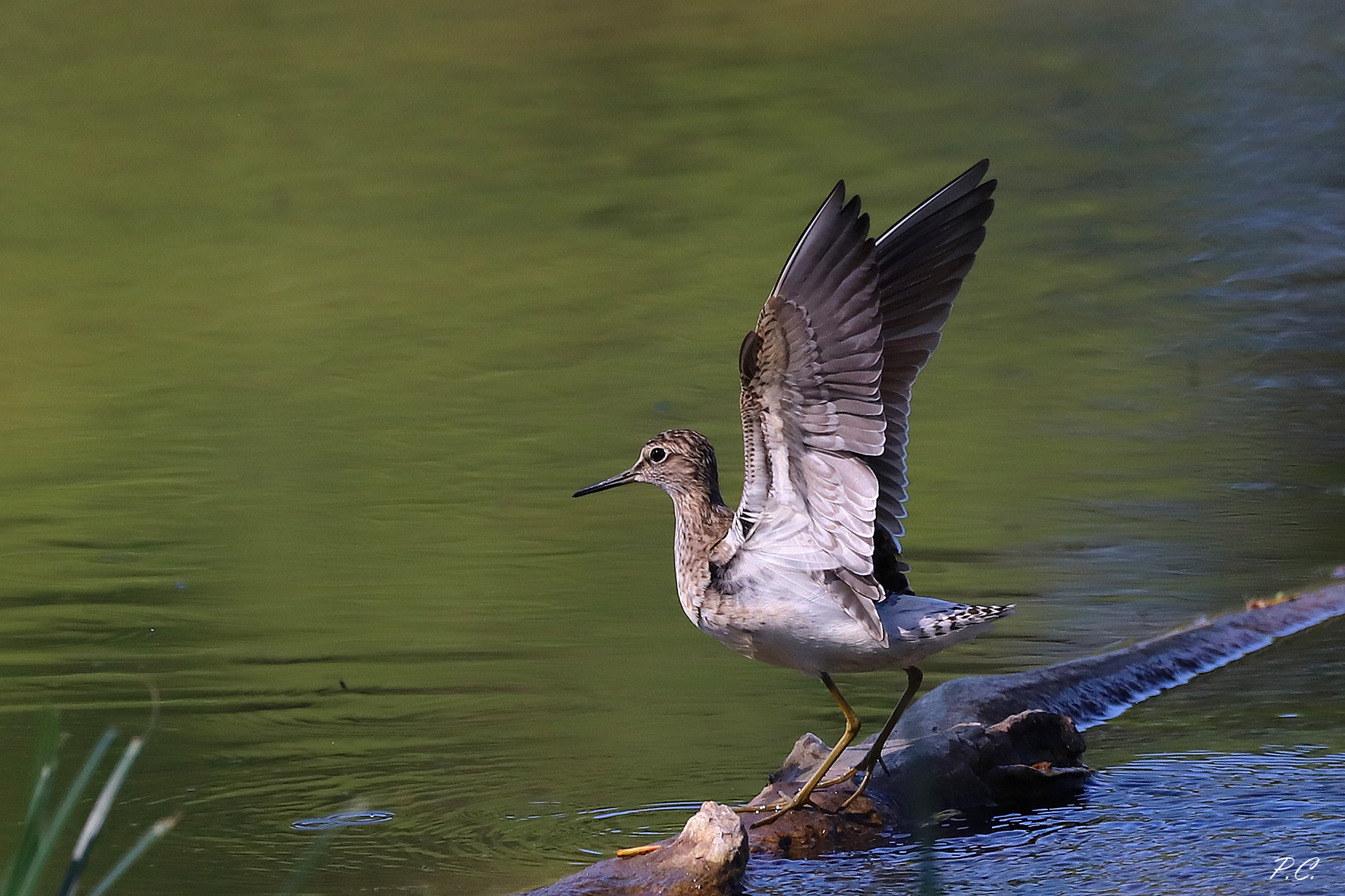 piro piro_apertura alare