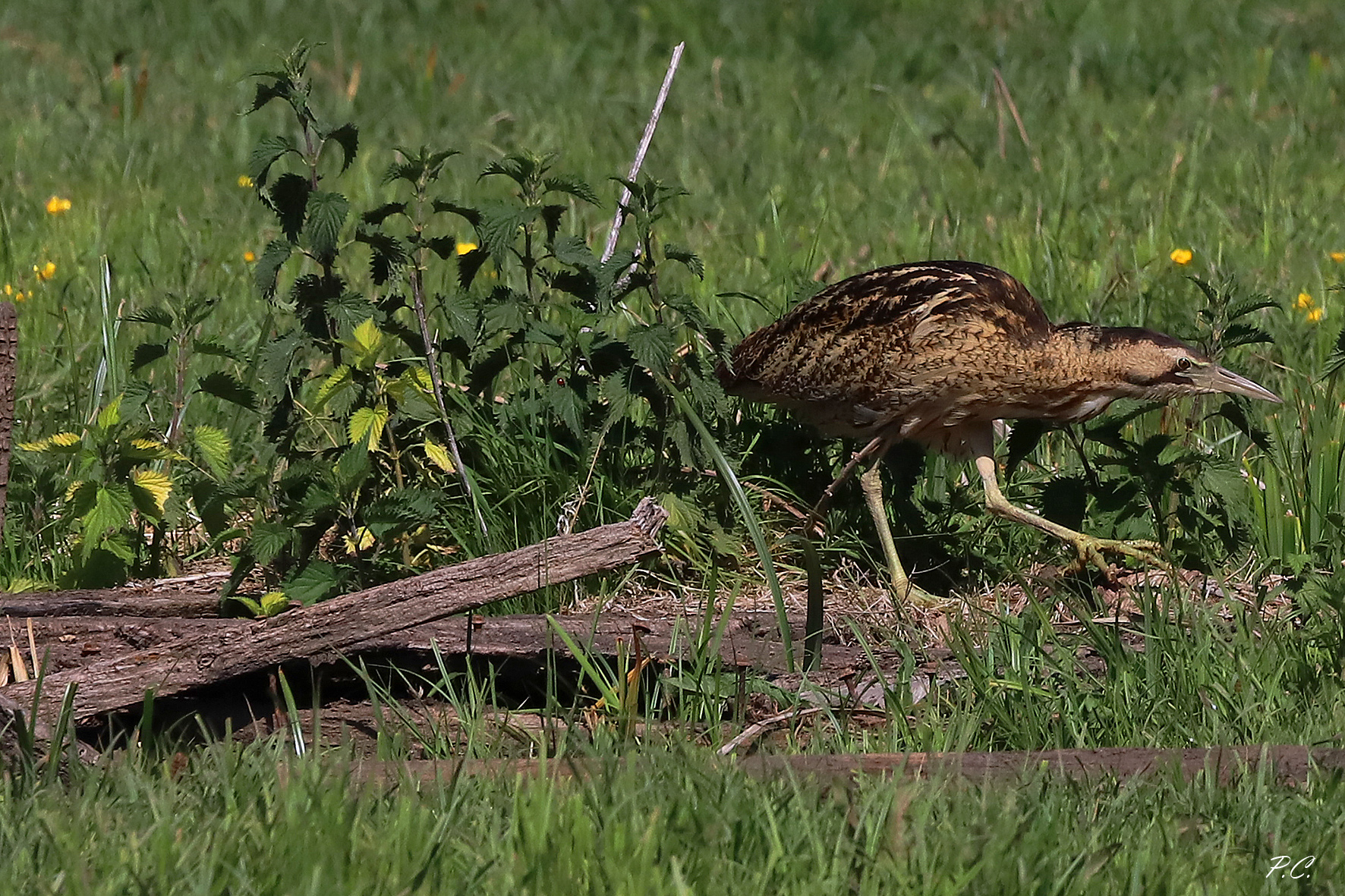 tarabuso orizzontale