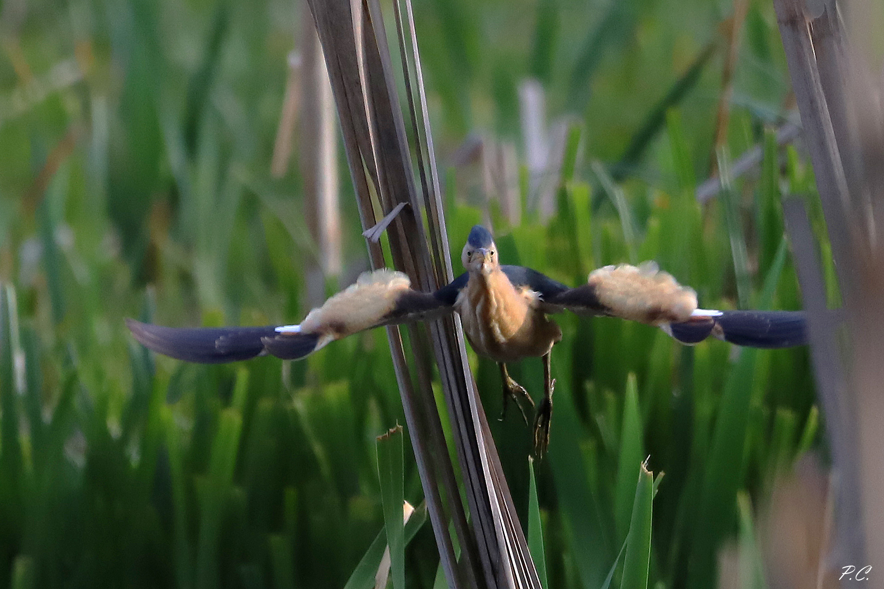 con l' ovatta sulle ali