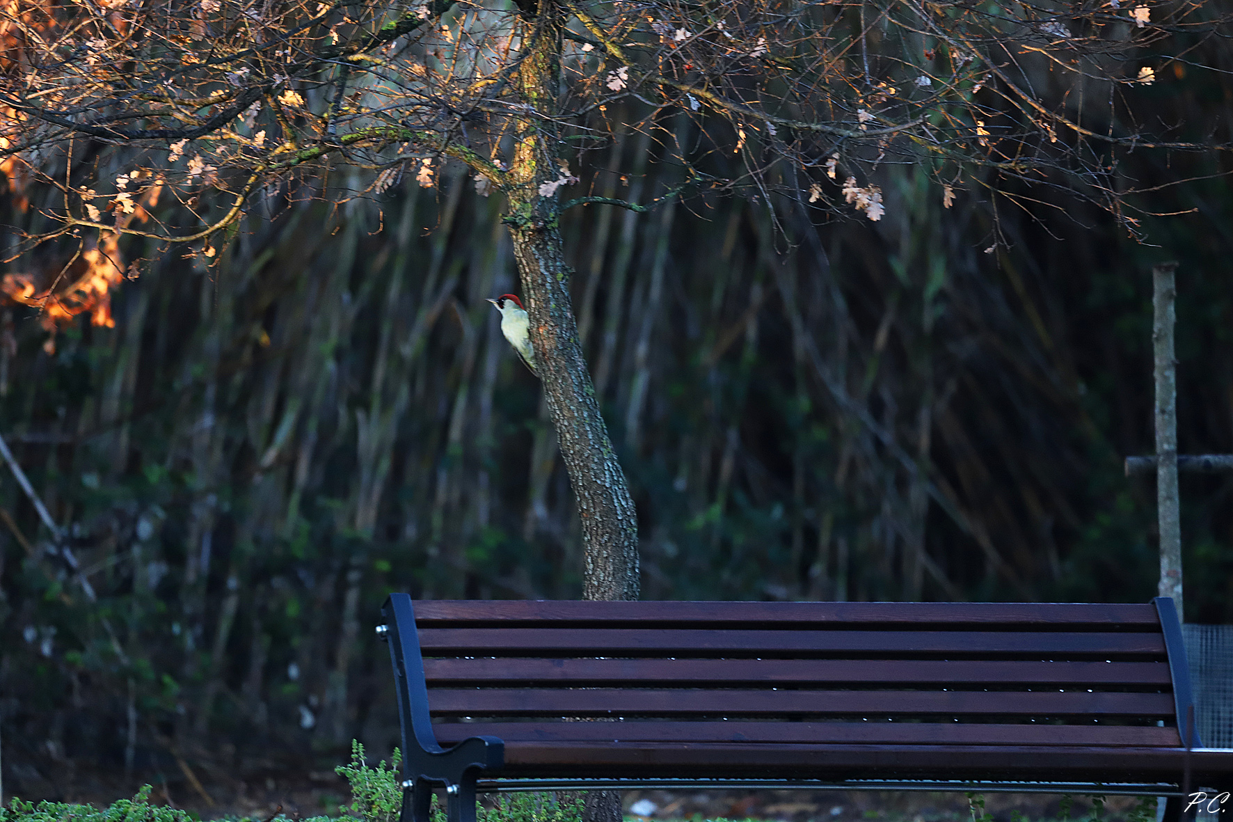 Finalmente una panchina libera