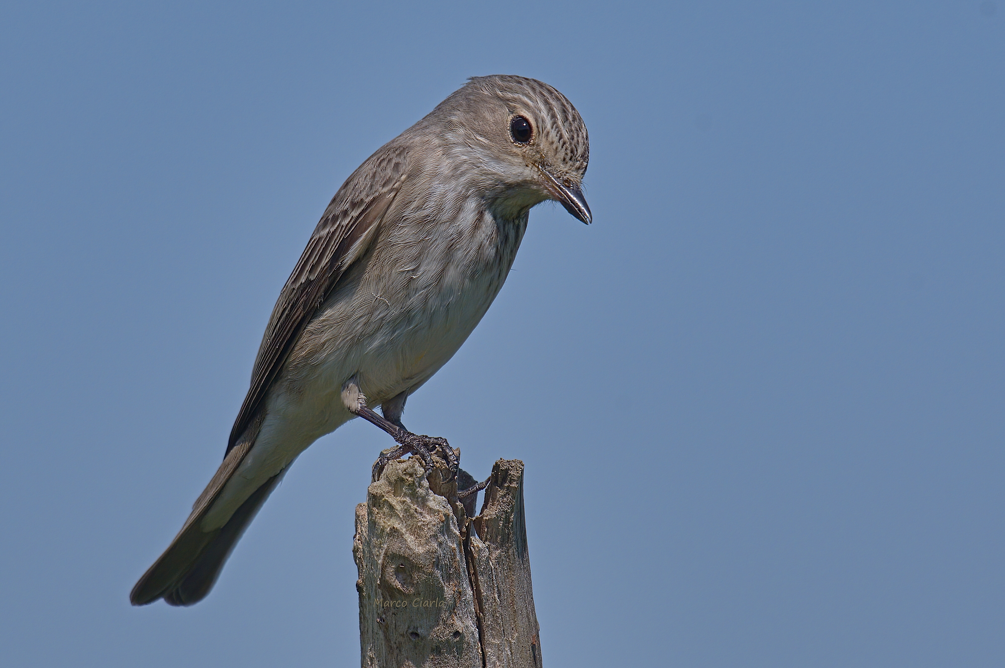 Pigliamosche (Muscicapa striata)