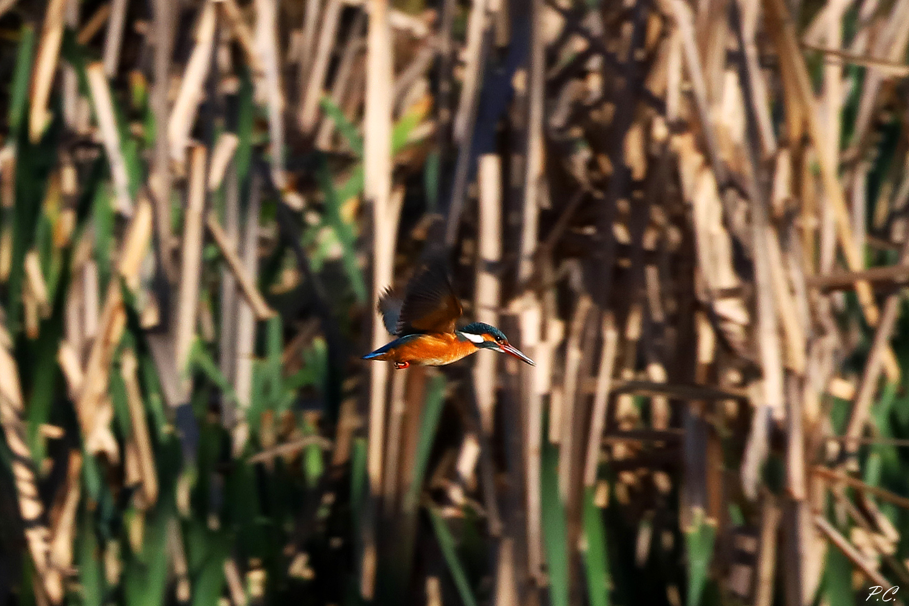 da una sponda all' altra