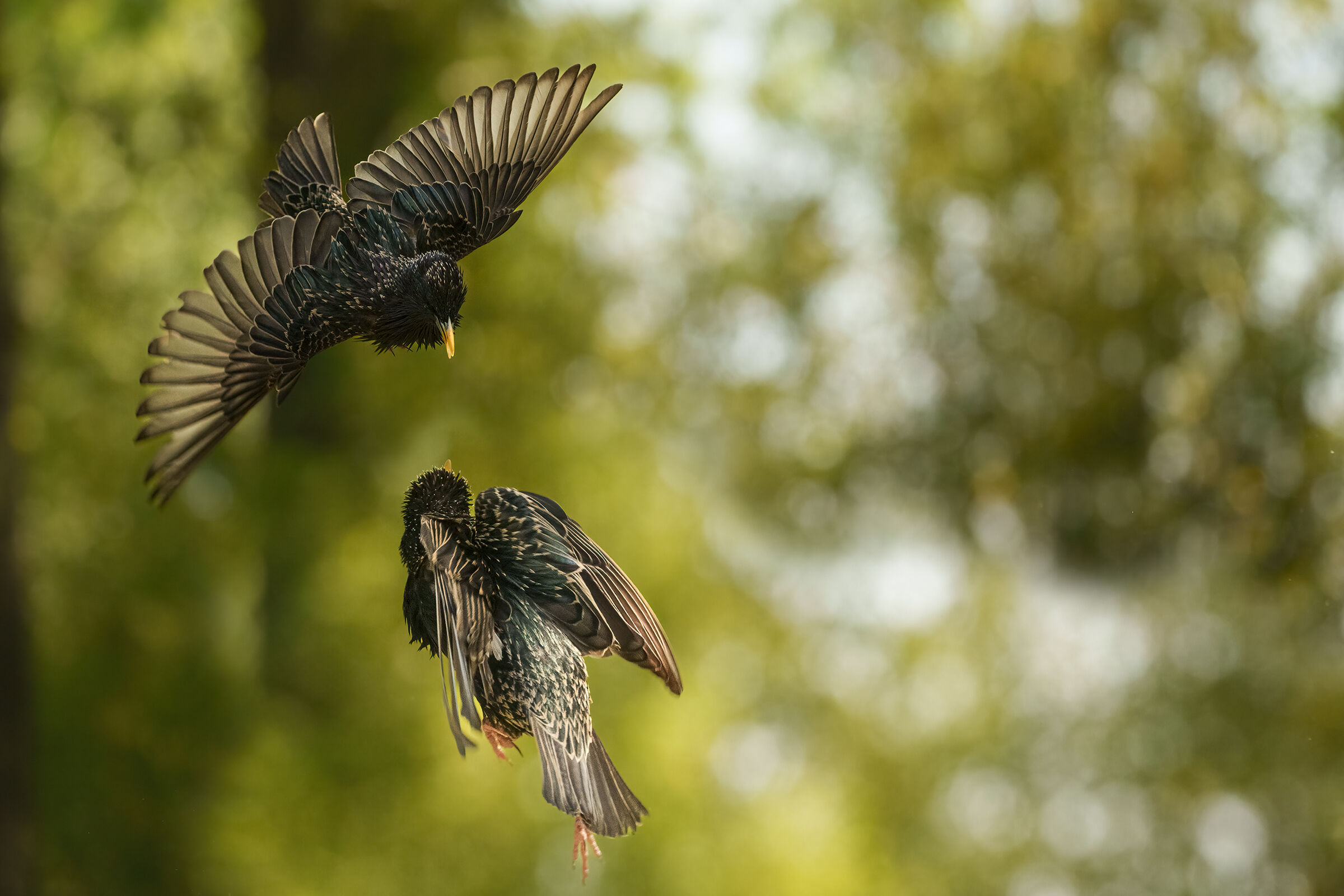 battaglia al capanno massumatico