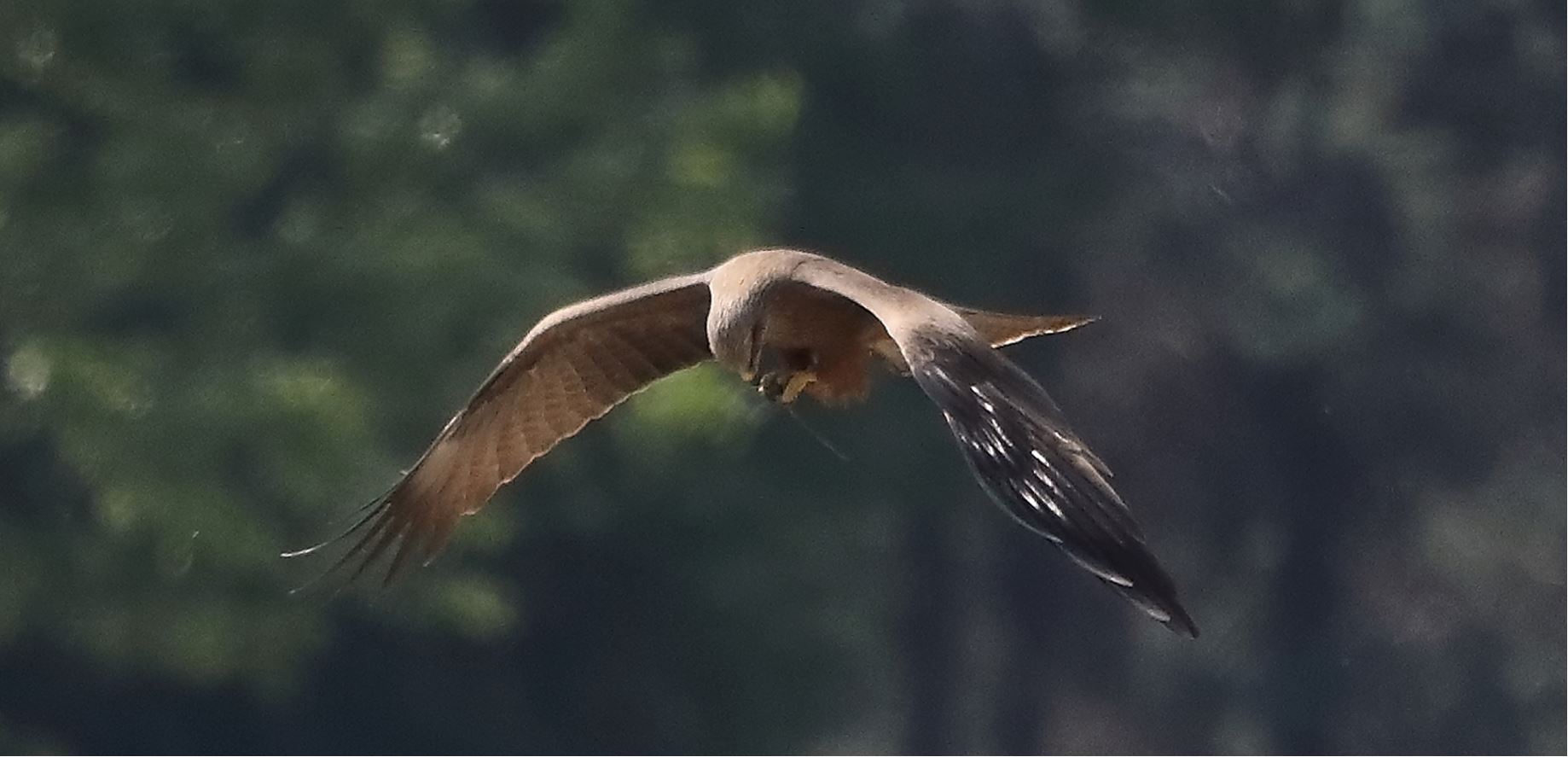 Black kite 29-04-2022
