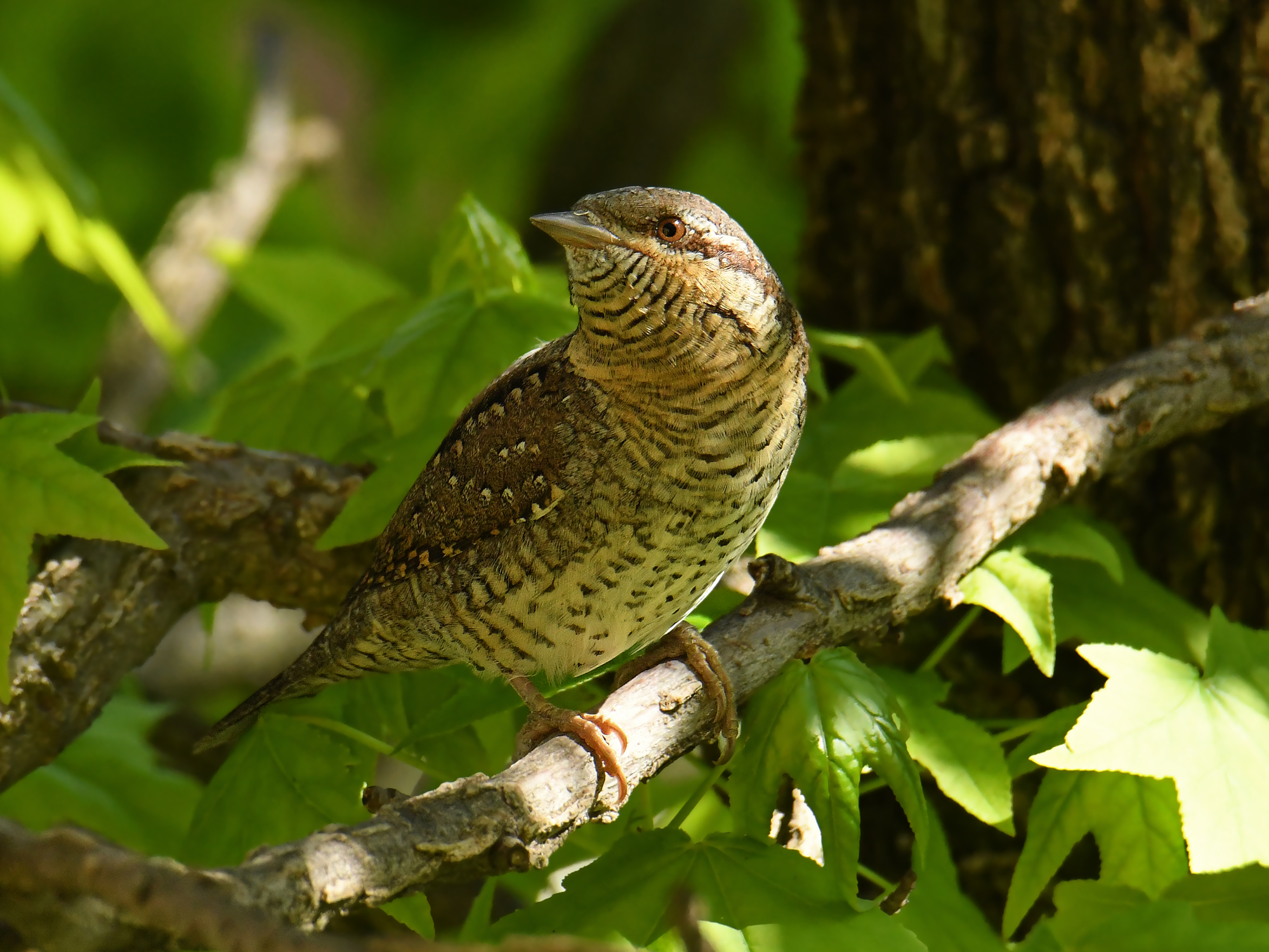 Wryneck