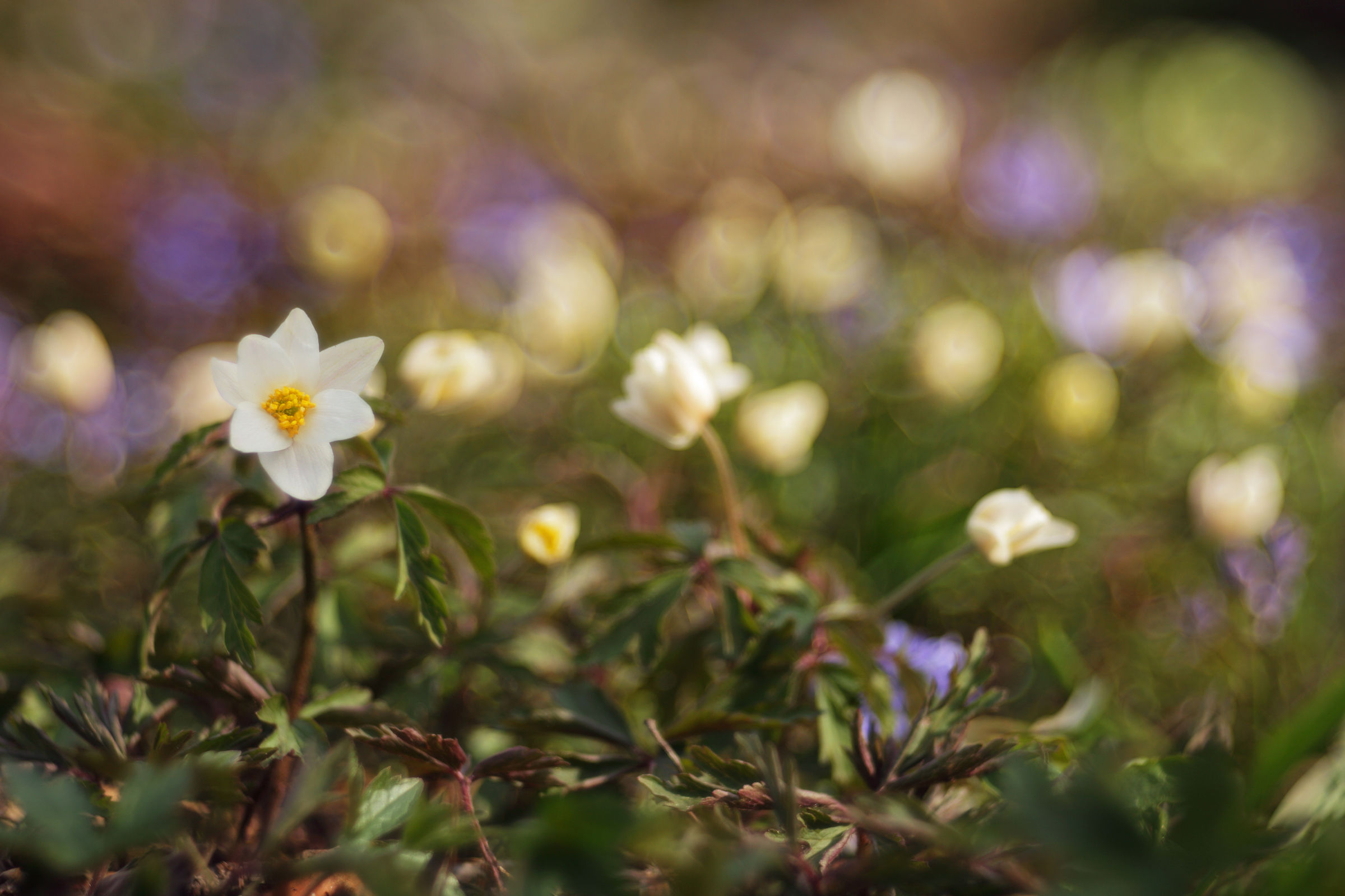 Anemone nemorosa