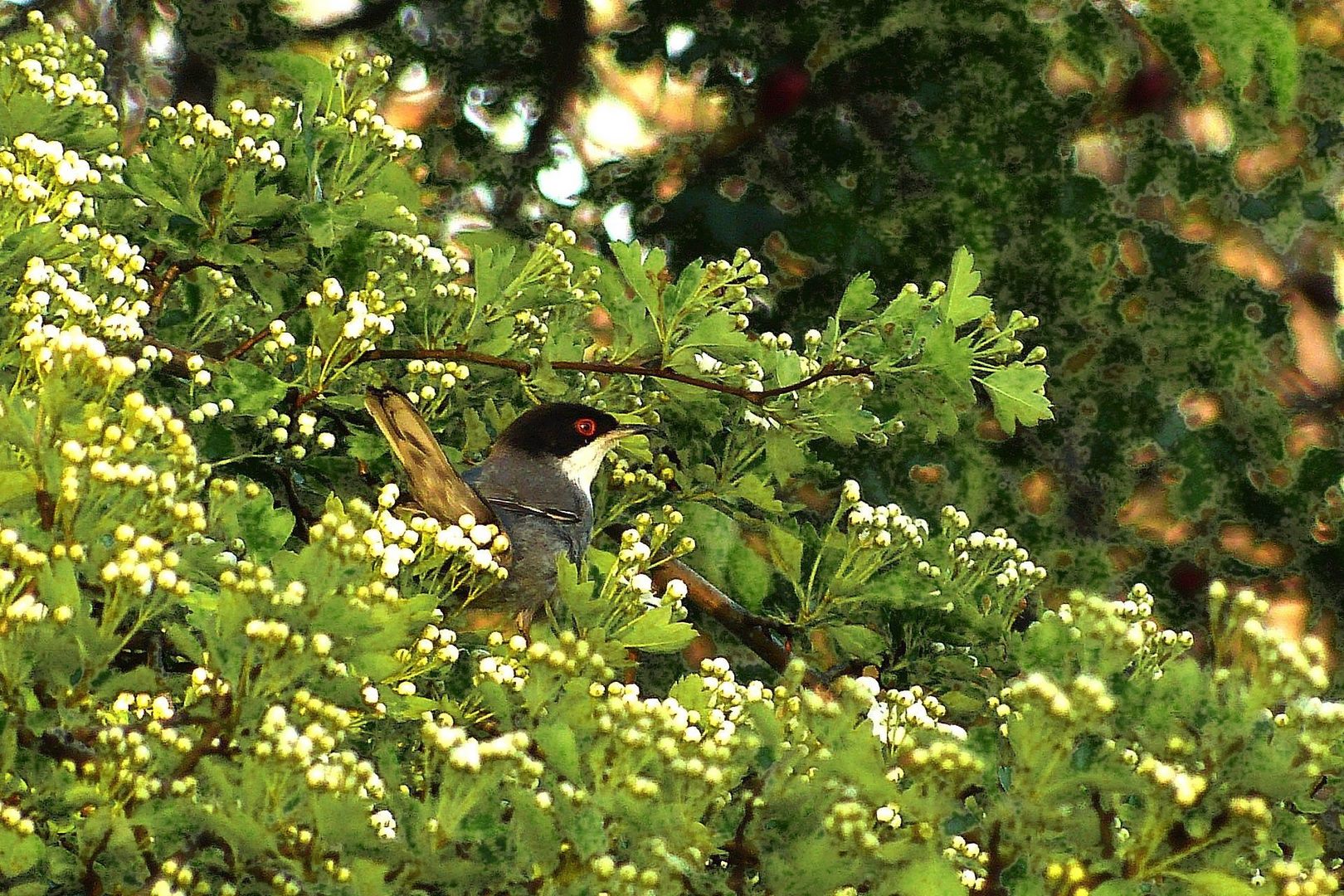 occhiocotto nel biancospino