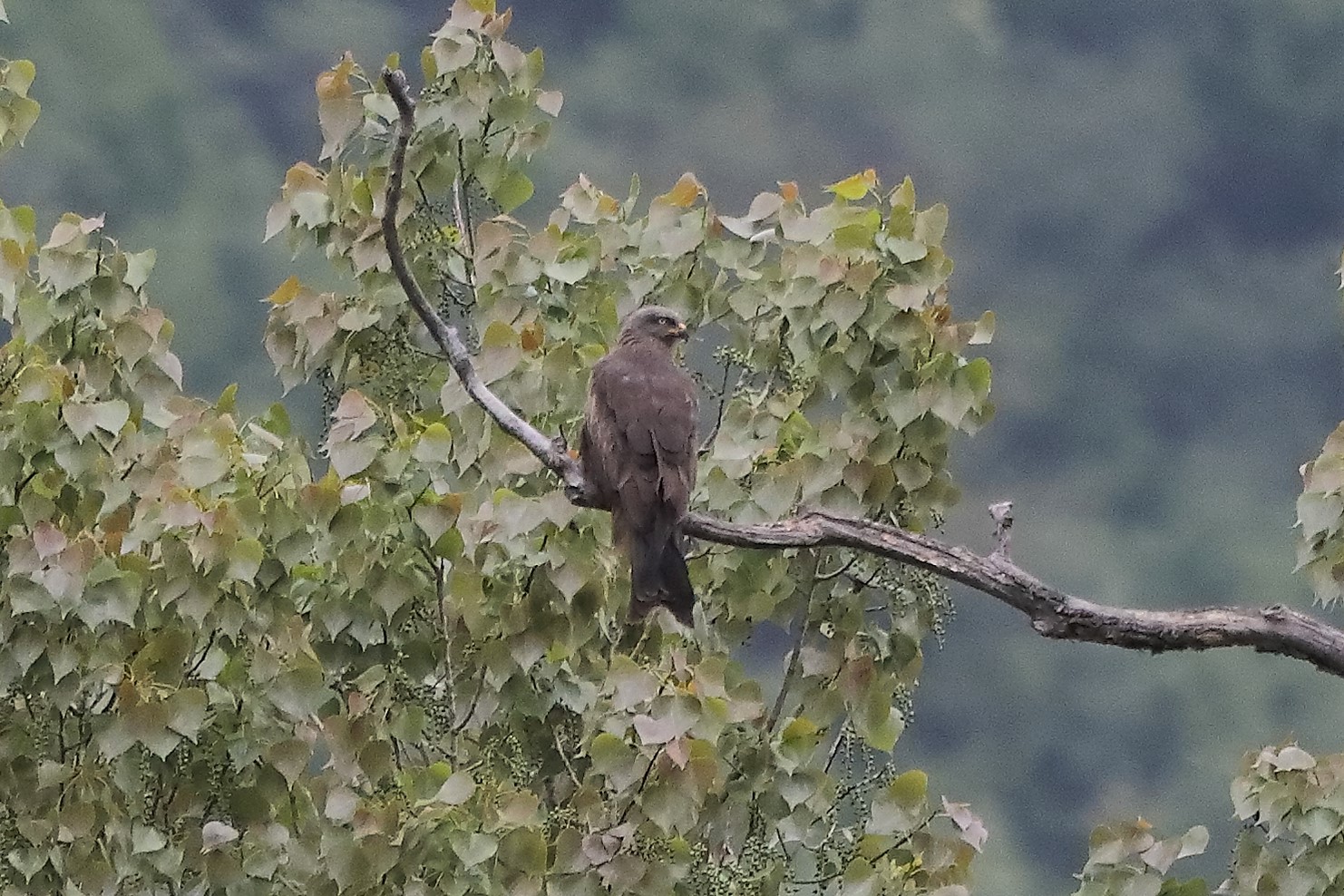 Black kite 20-04-2022