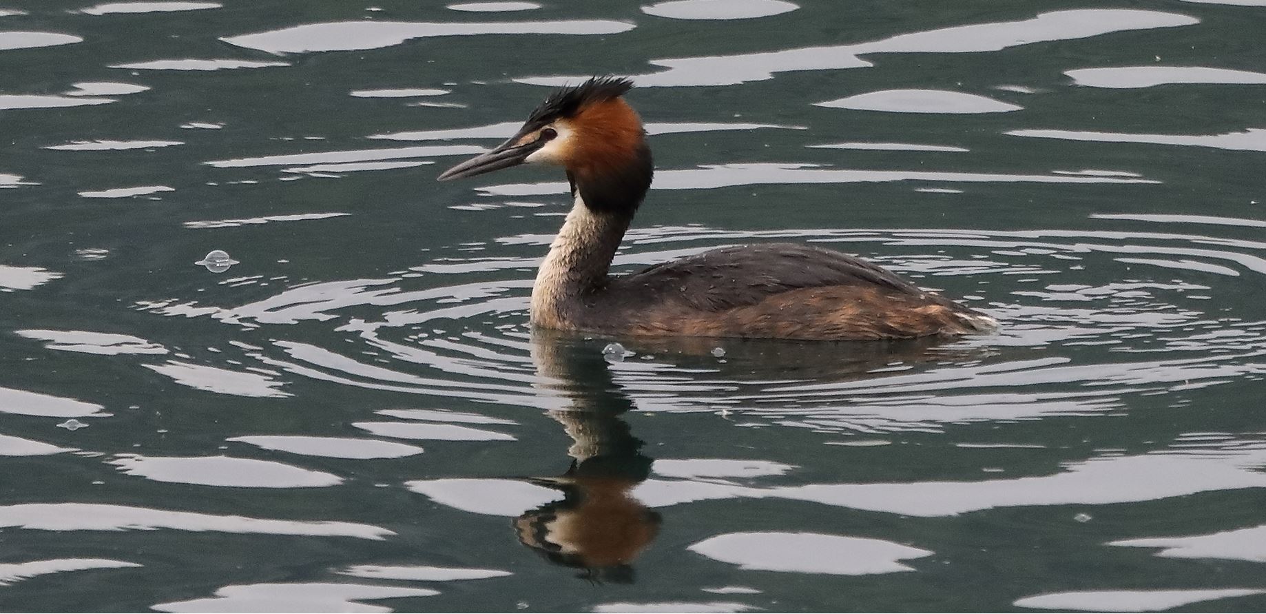 grebe 20-04-2022