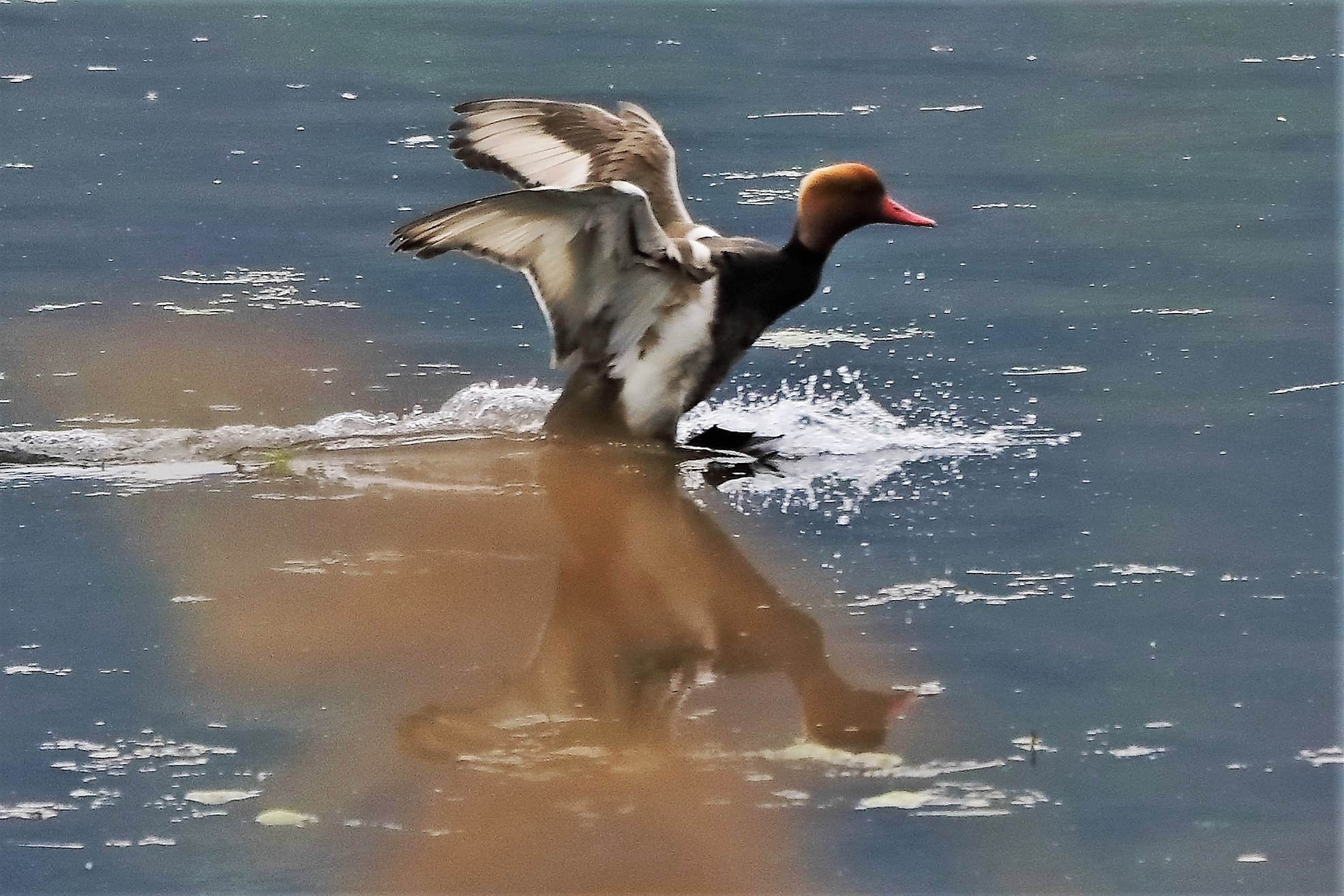 Turkish fistone 21-04-2022