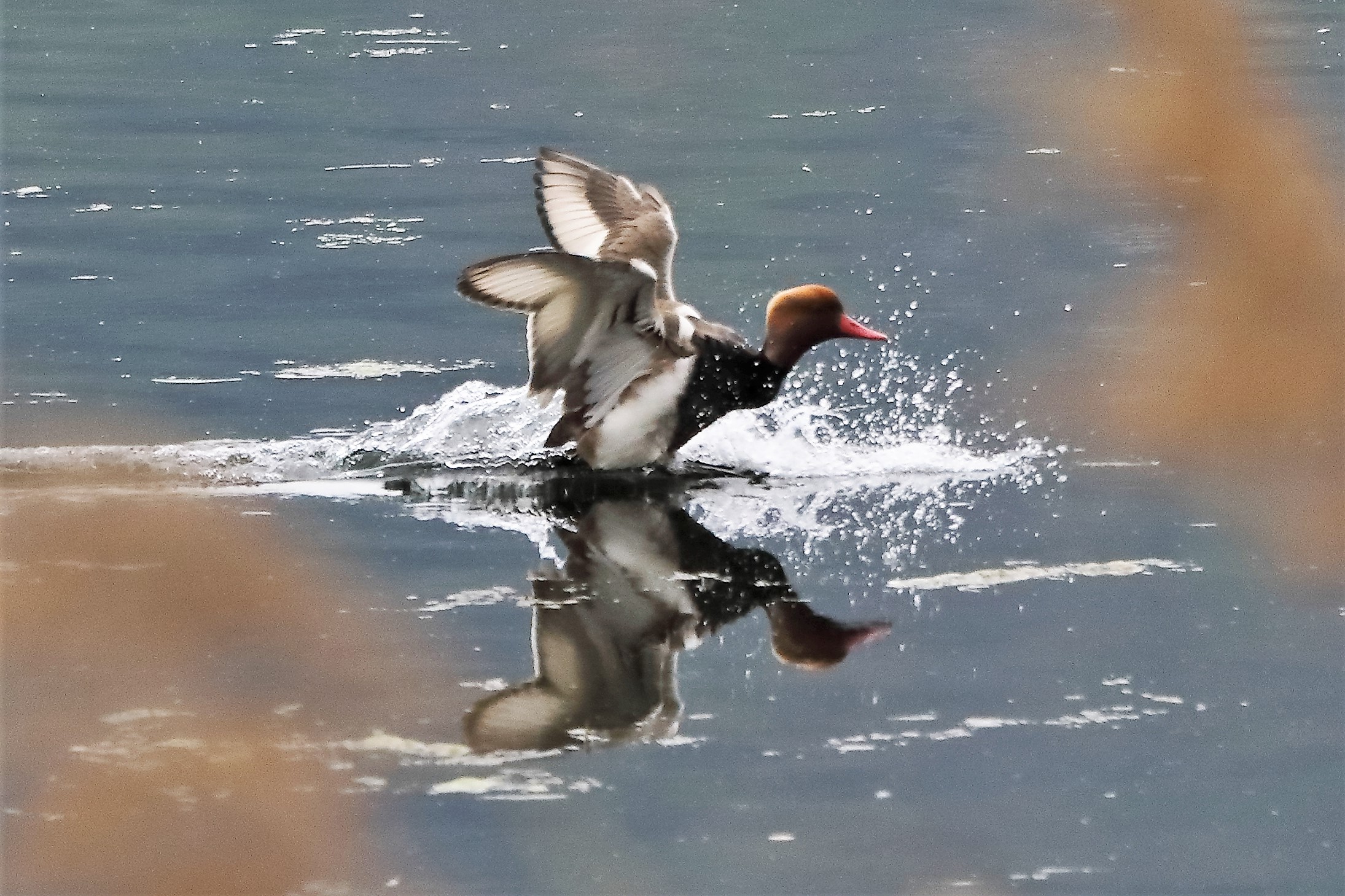 Turkish fistone 21-04-2022