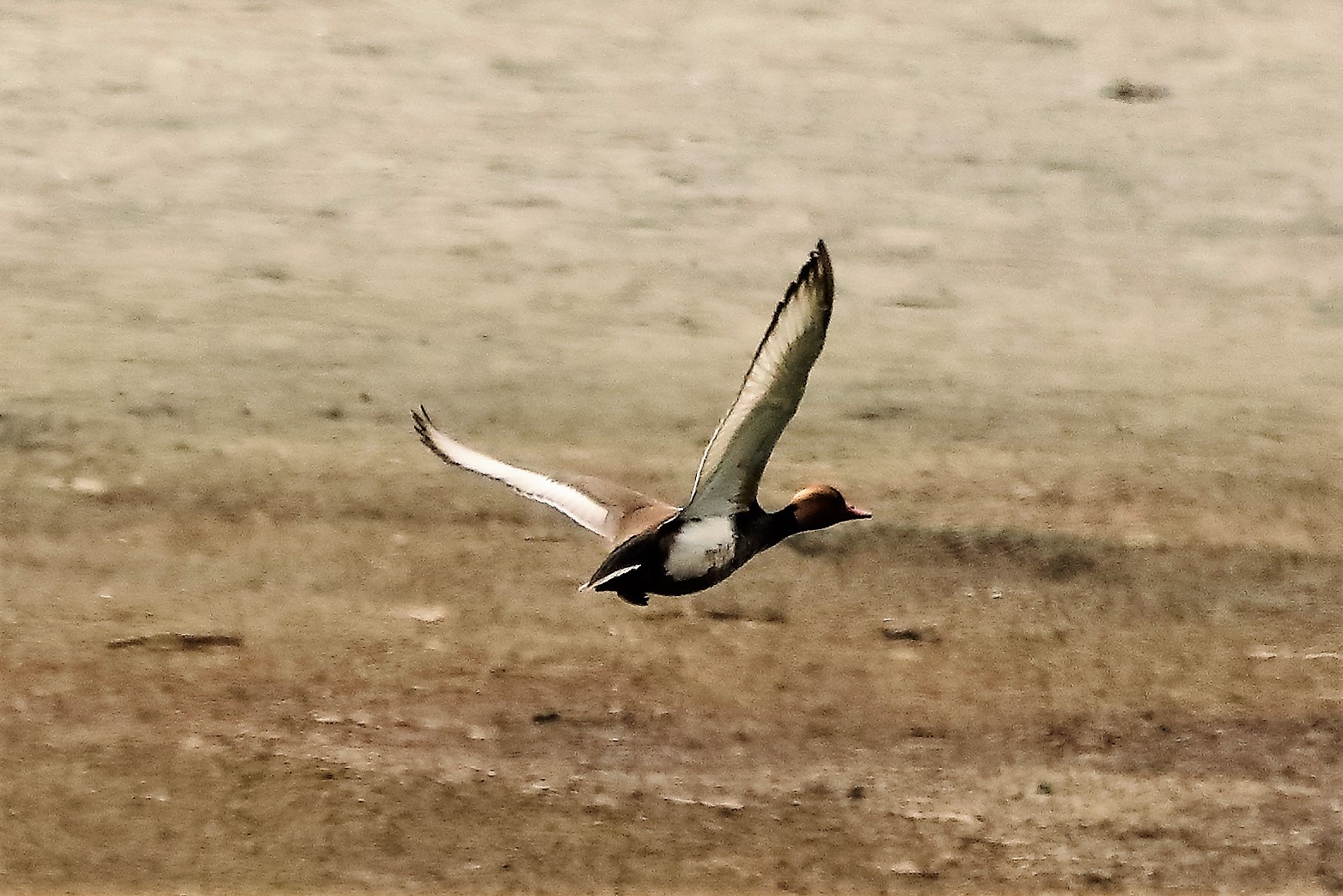 Turkish fistone 21-04-2022