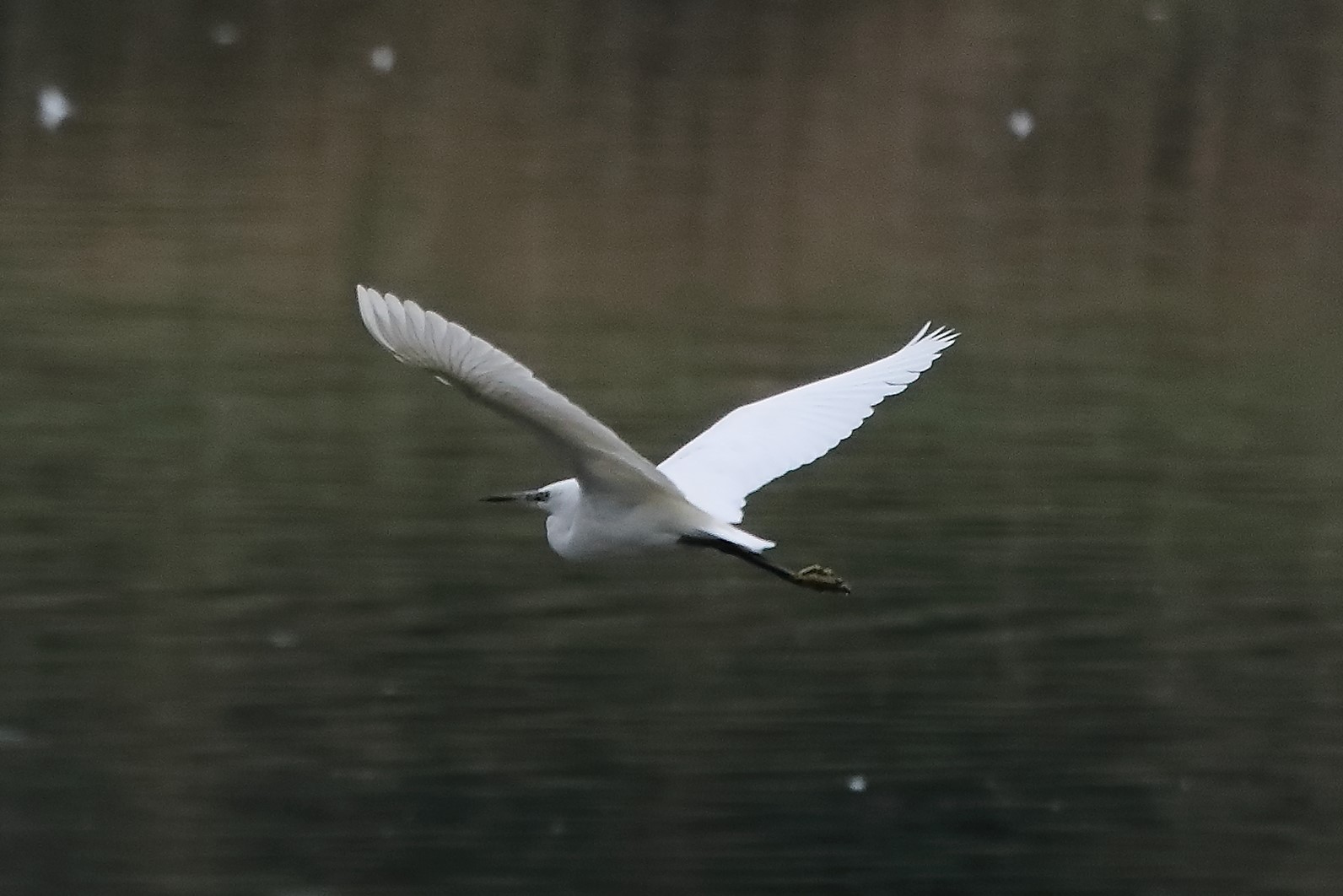 egret 21-04-2022