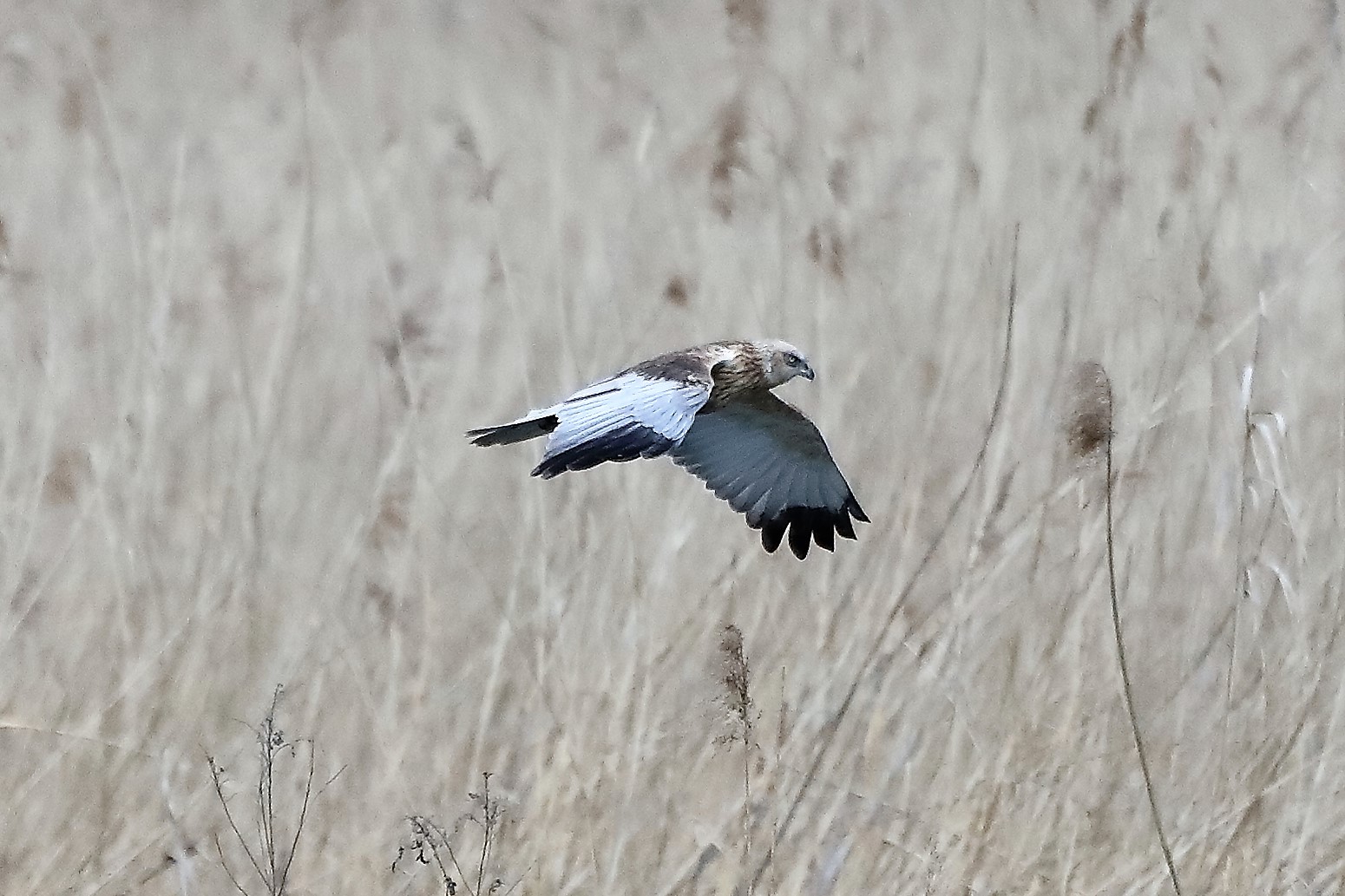 marsh harrier 04-04-2022
