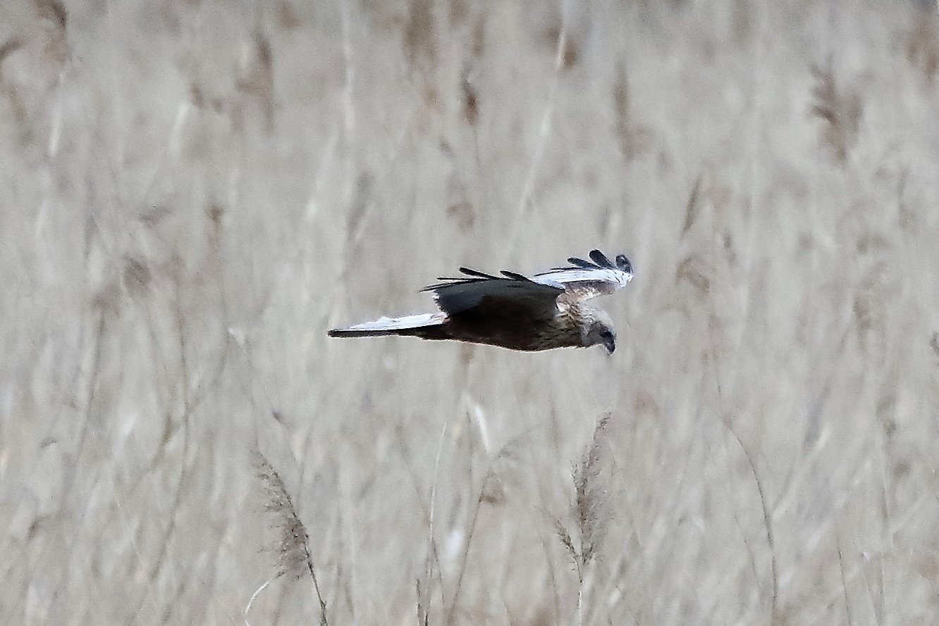 marsh harrier 04-04-2022