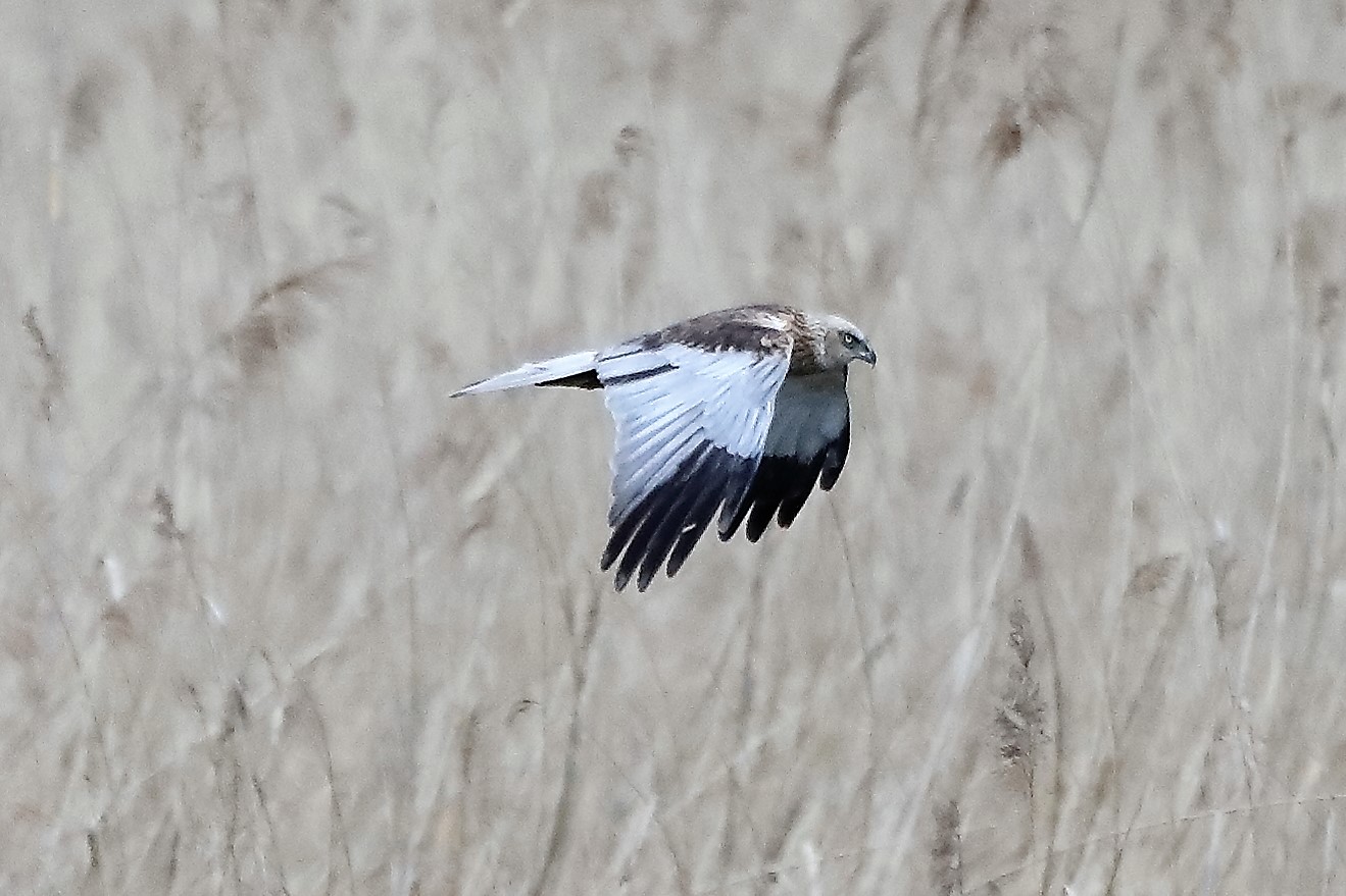 marsh harrier 04-04-2022