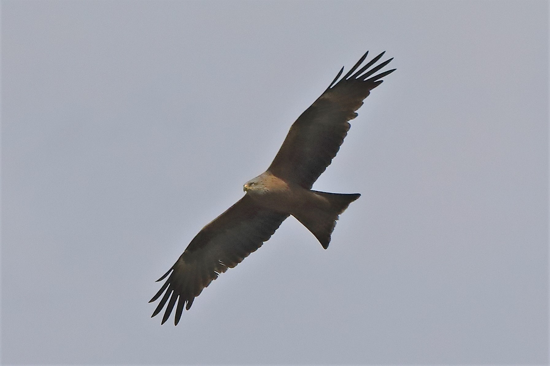 black kite 04-04-2022