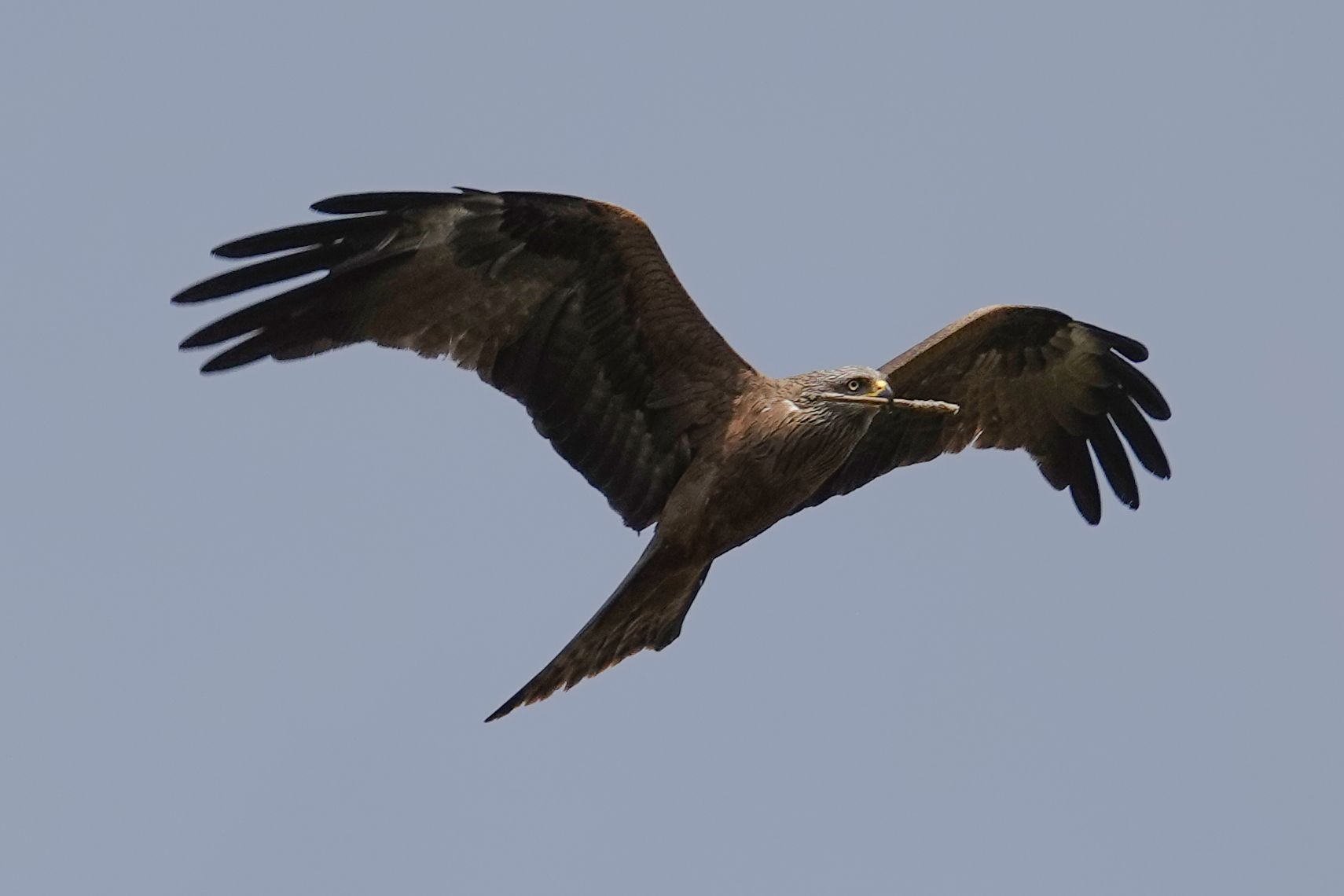 KITE