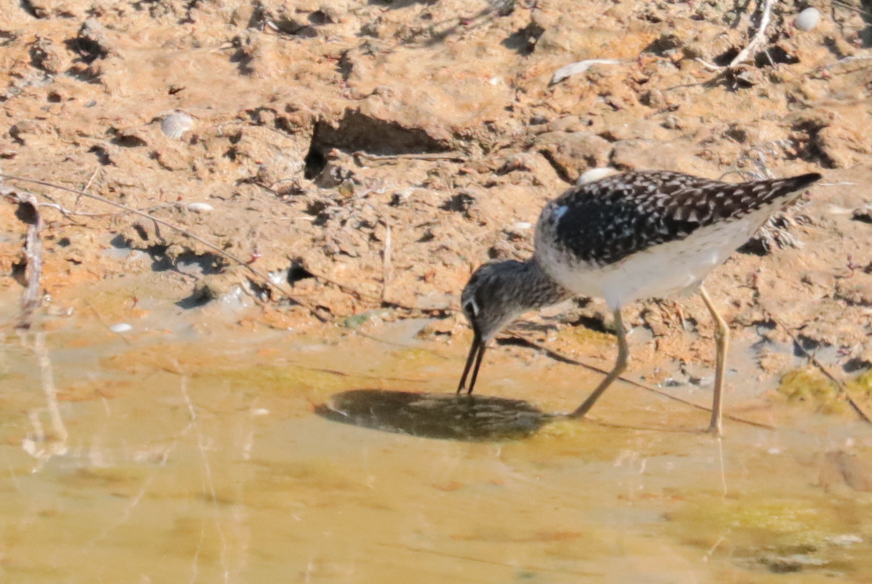 Curlew sandpiper