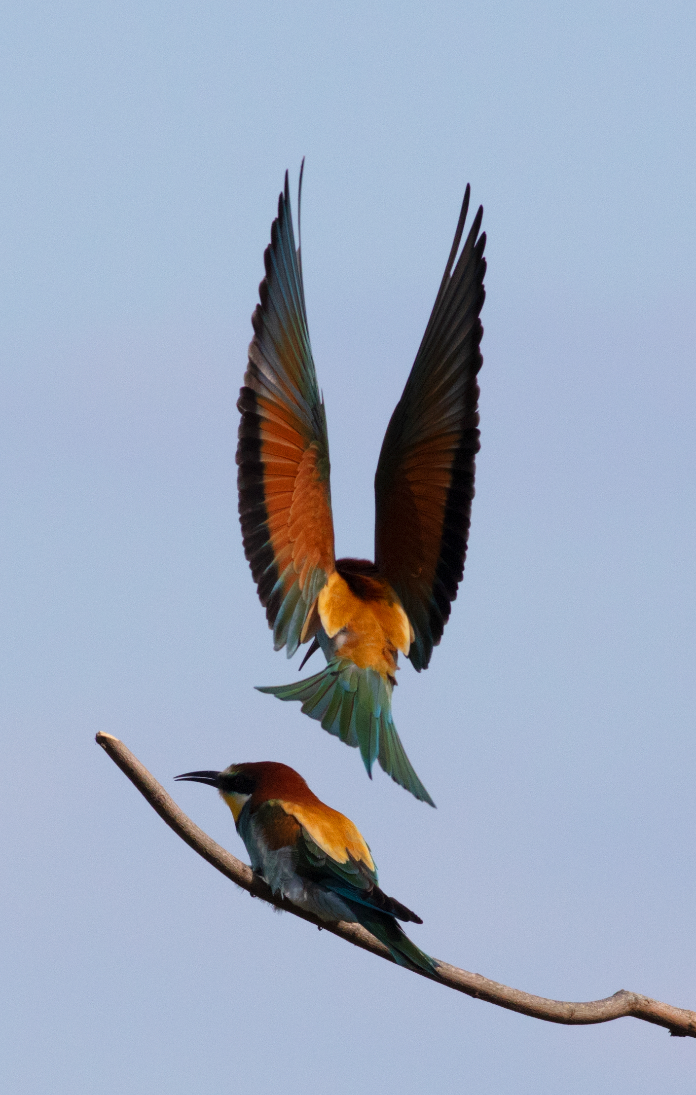 Merops apiaster