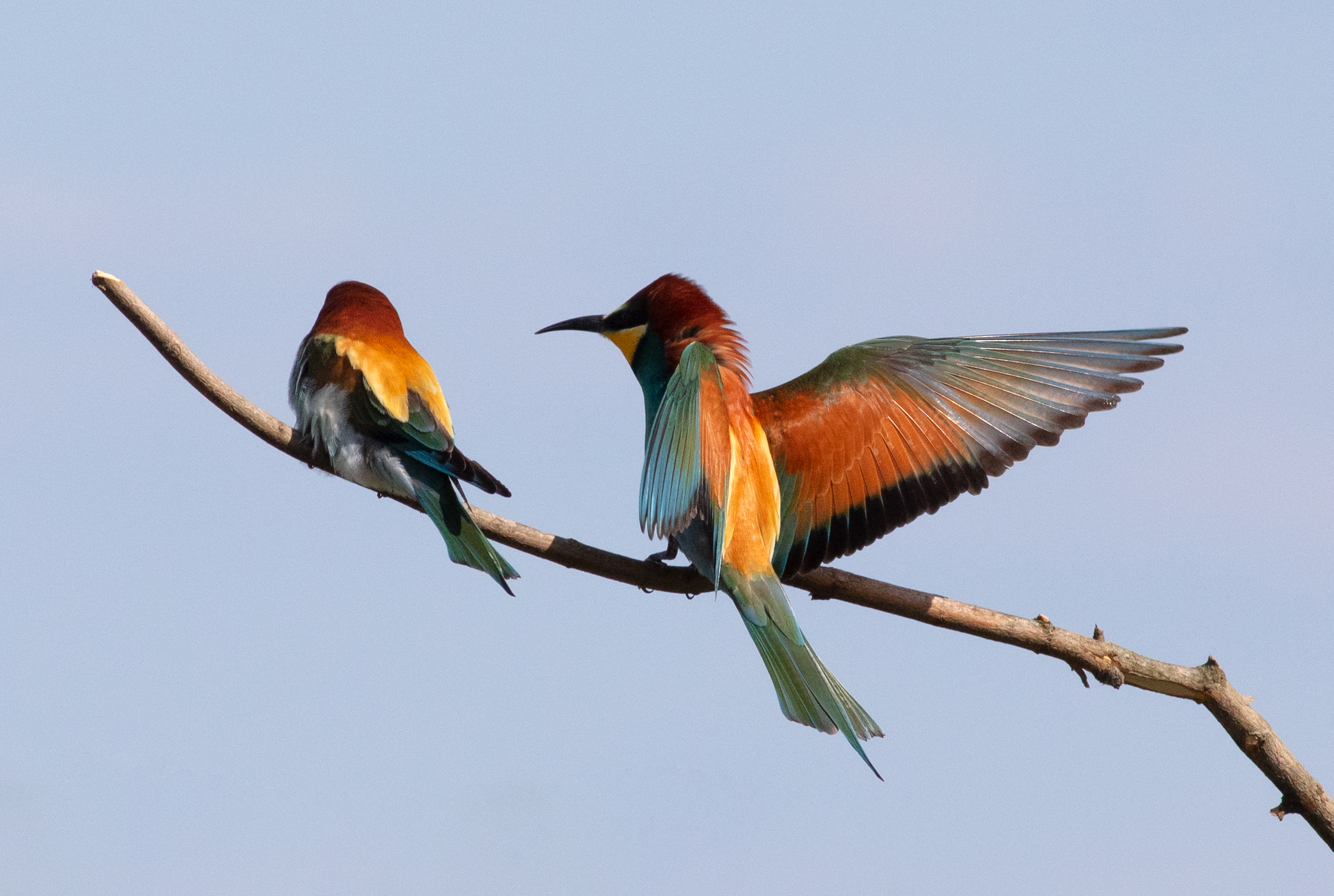 Merops apiaster