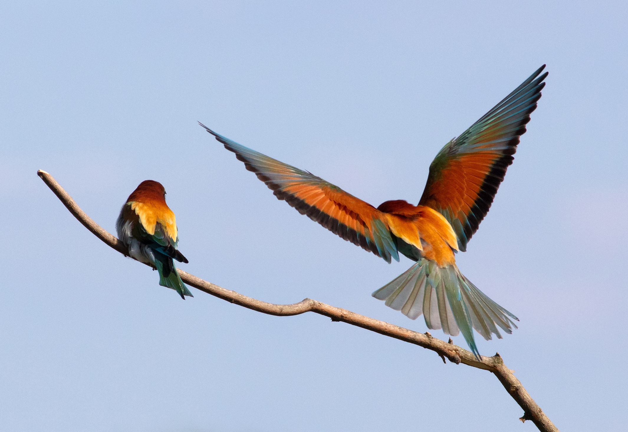 Merops apiaster