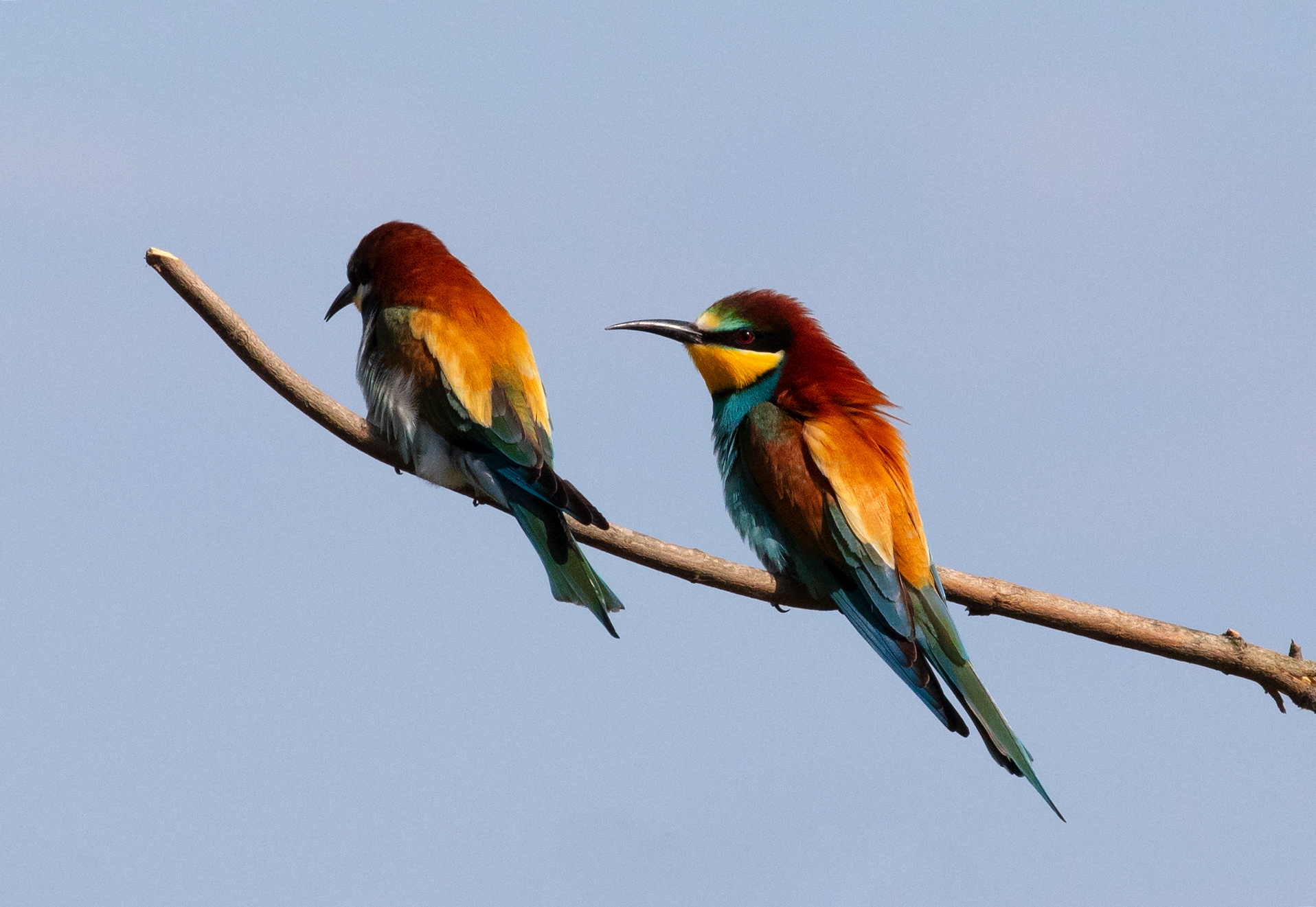Merops apiaster