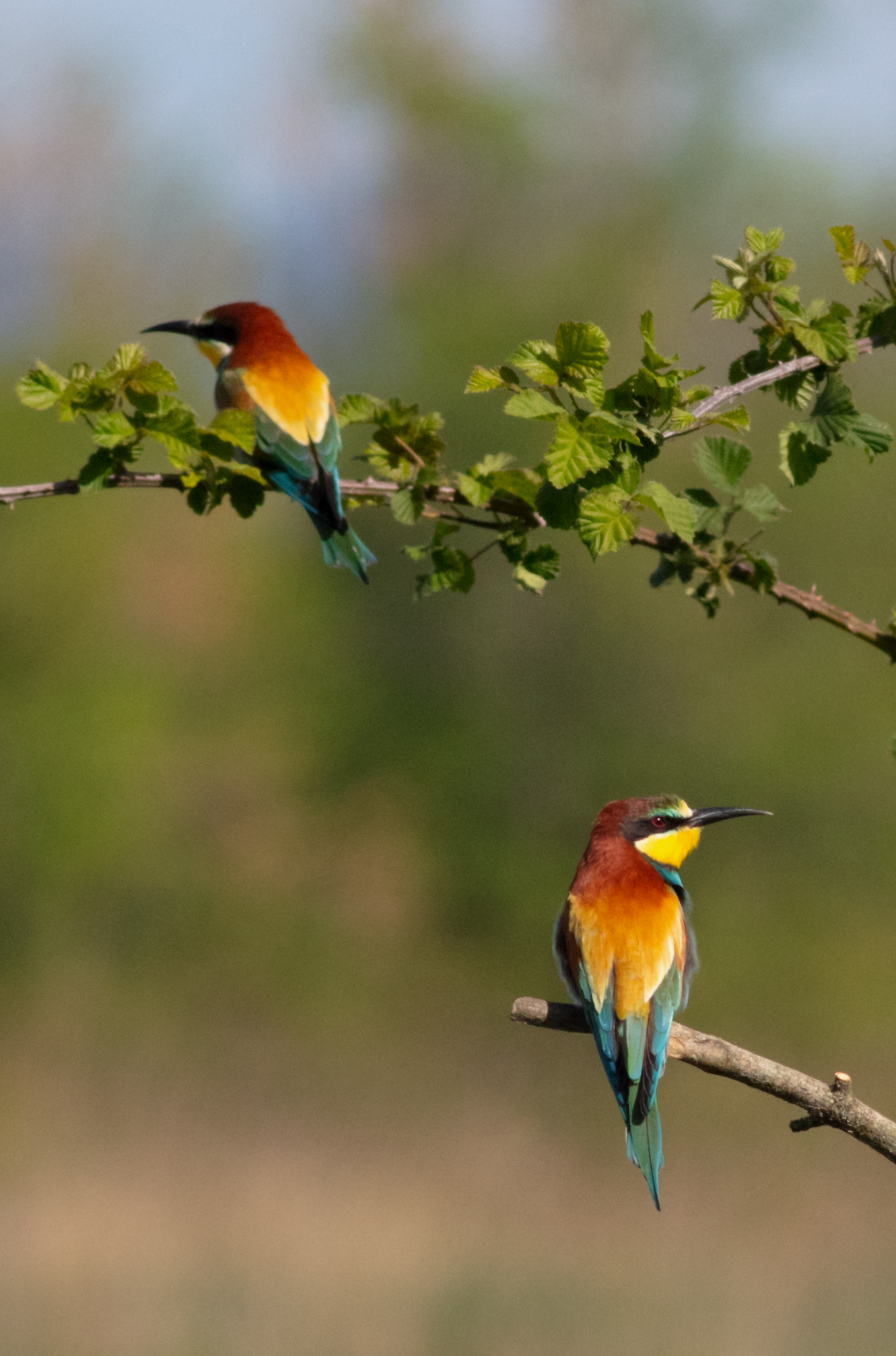 Merops apiaster