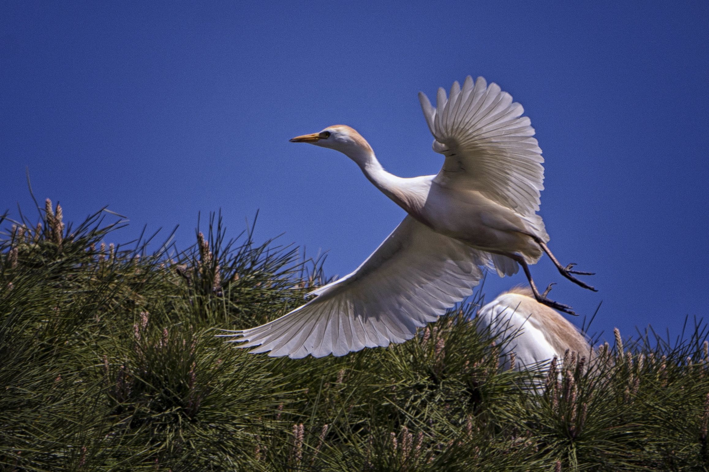 Cattle egret