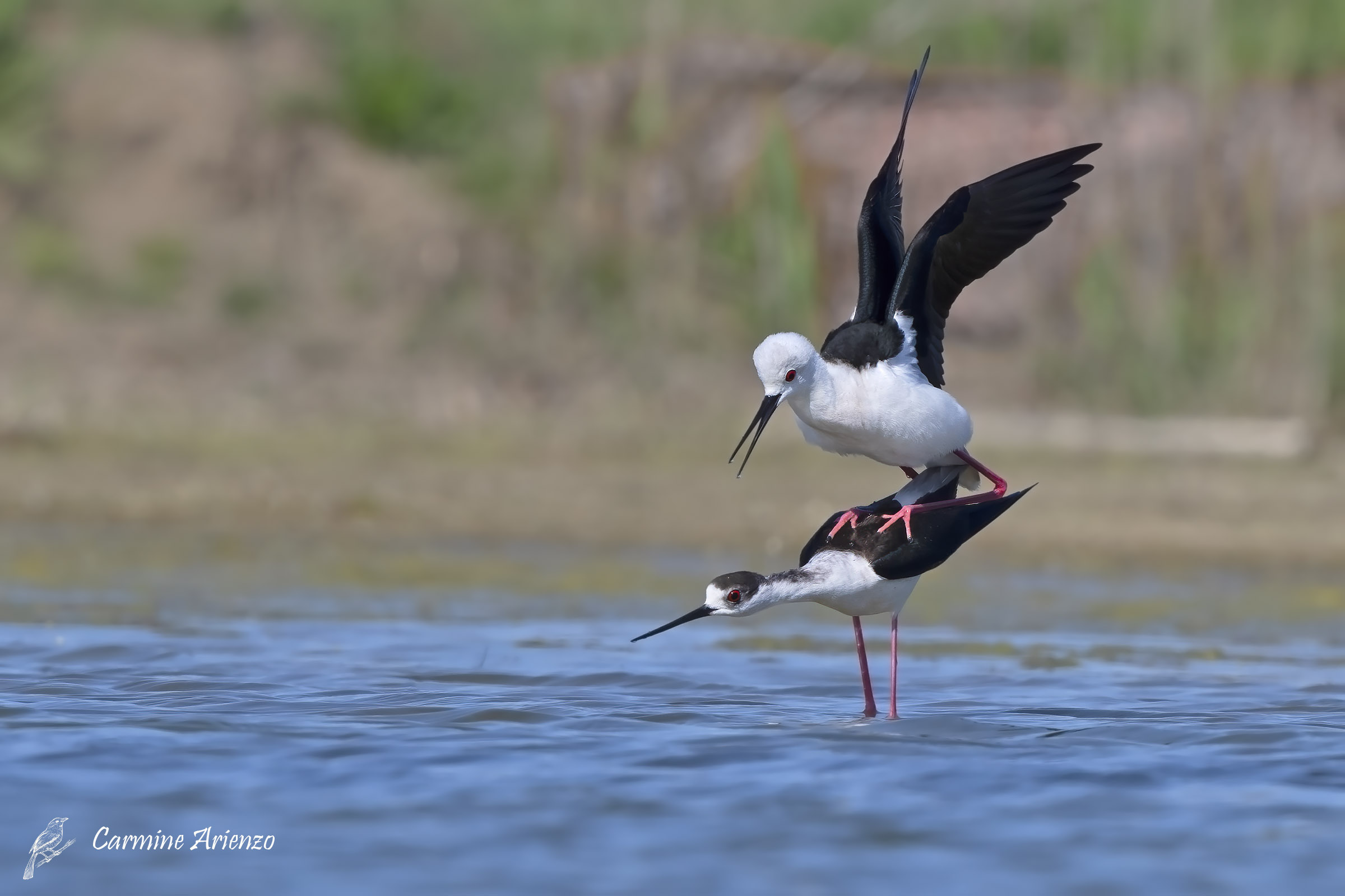 Cavalieri d'Italia - Himantopus himantopus -