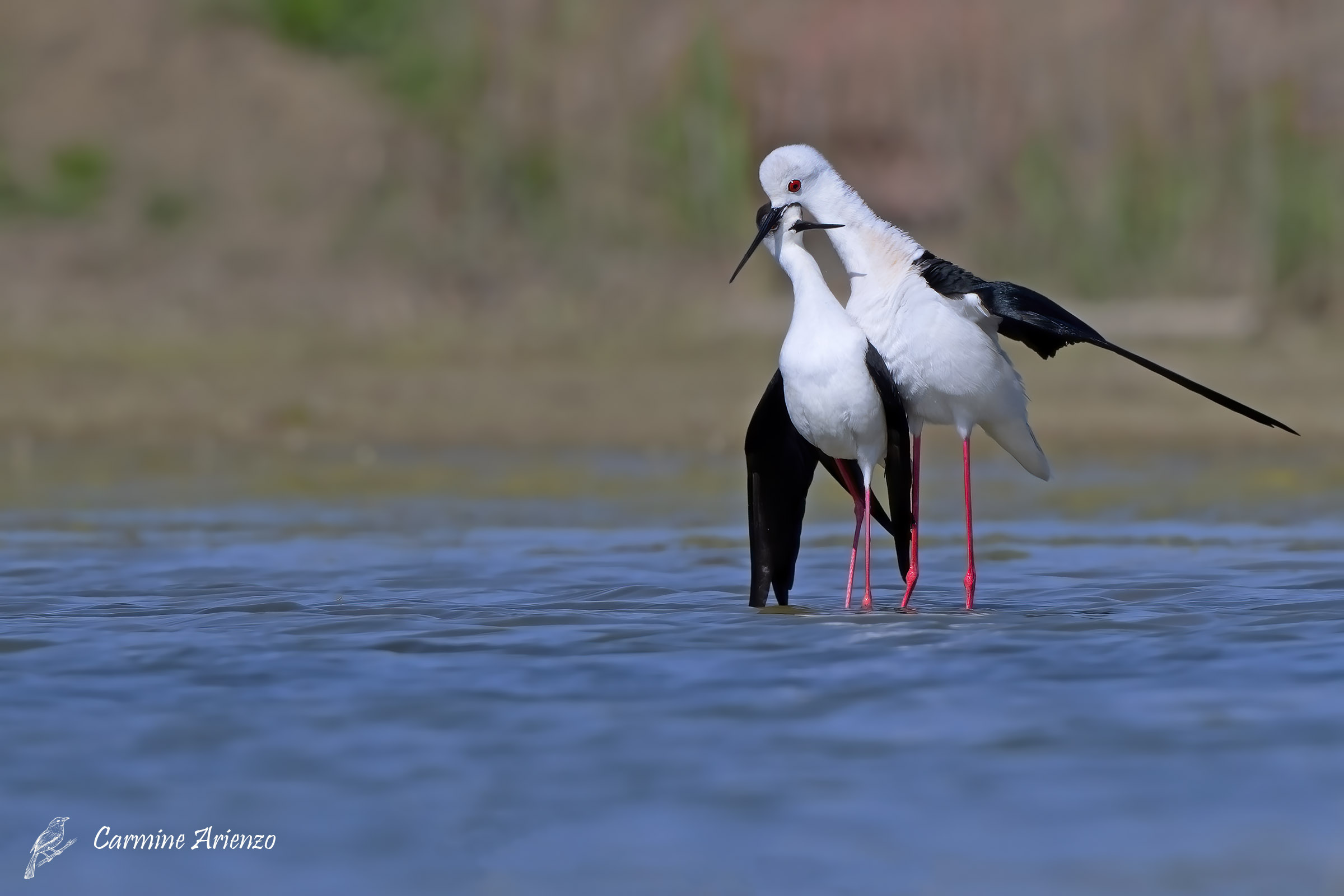 Cavalieri d'Italia - Himantopus himantopus -