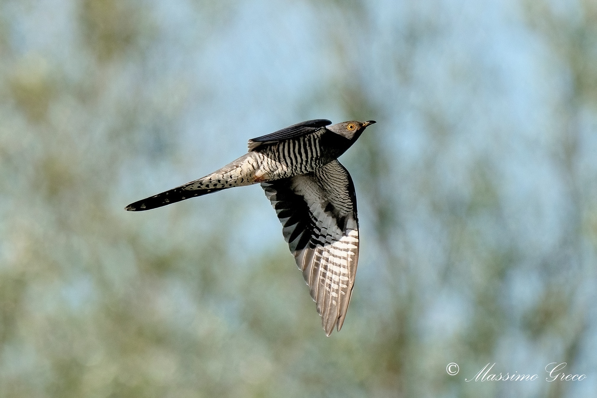 Cuckoo (Cuculus canorus)