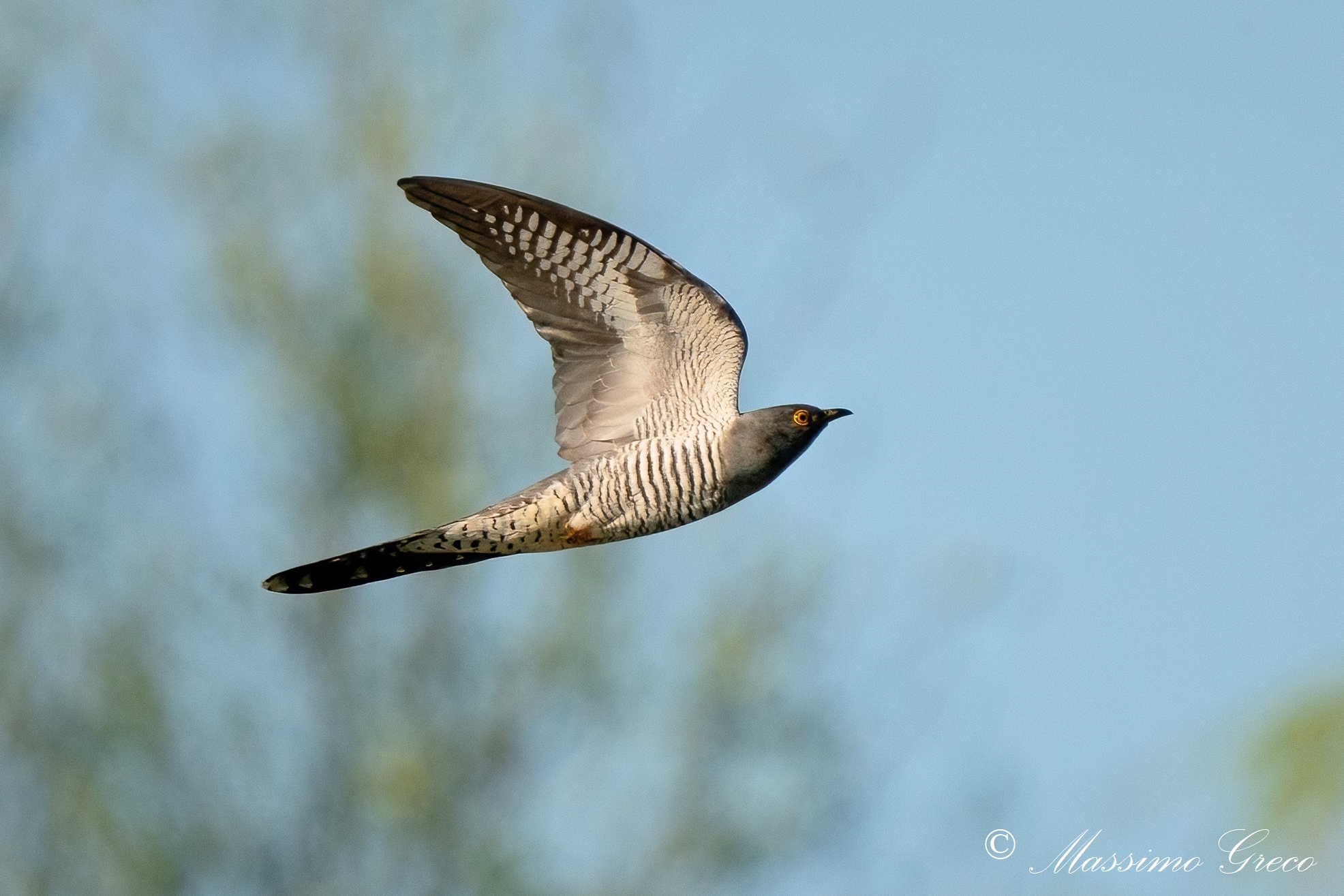 Cuckoo (Cuculus canorus)