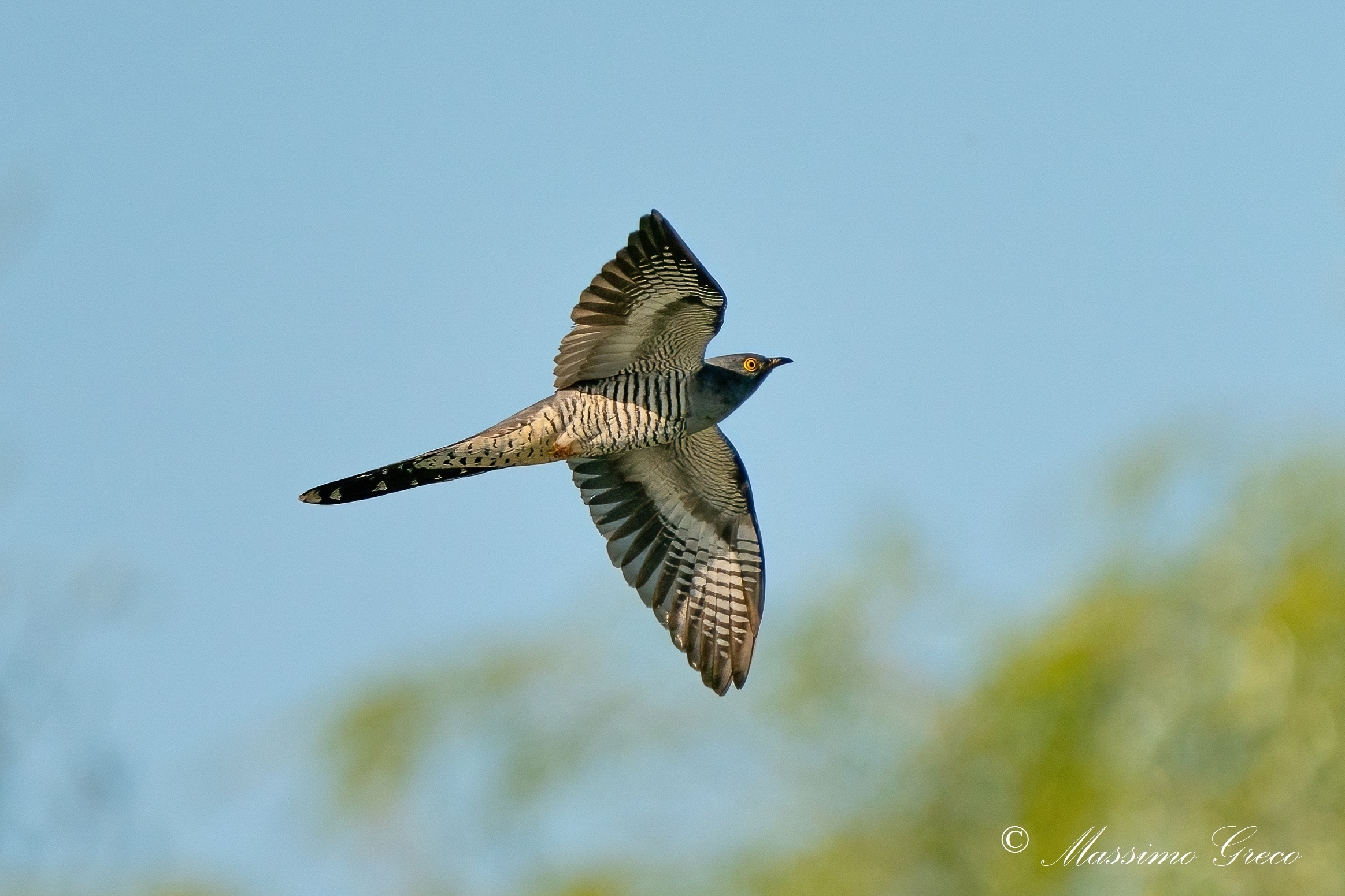 Cuckoo (Cuculus canorus)