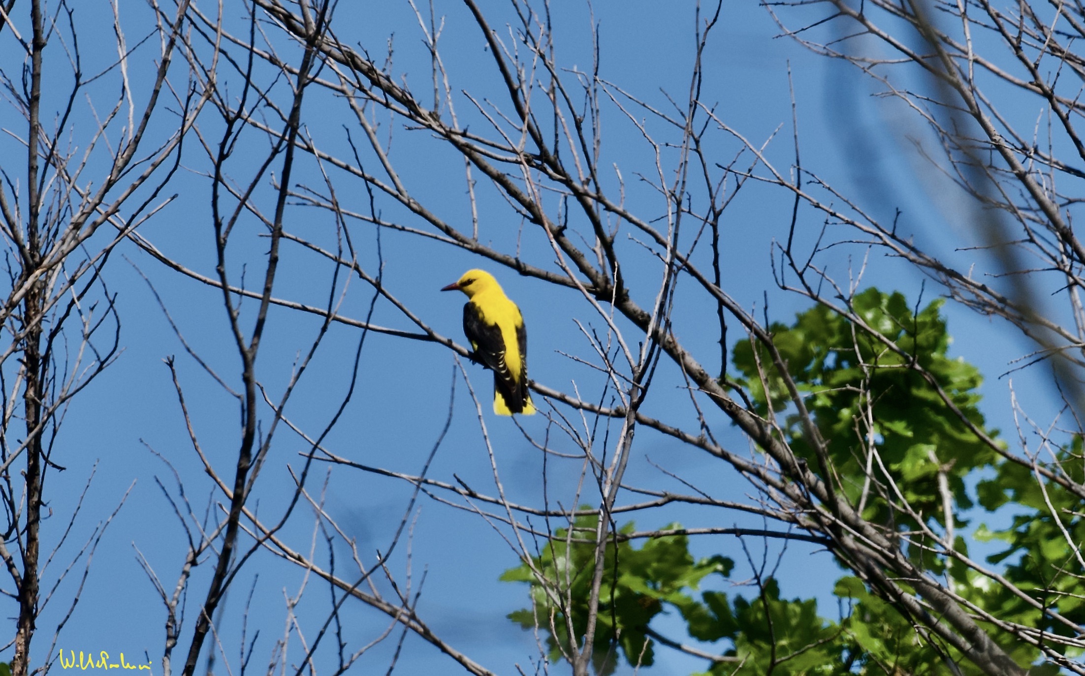 Oriole 1