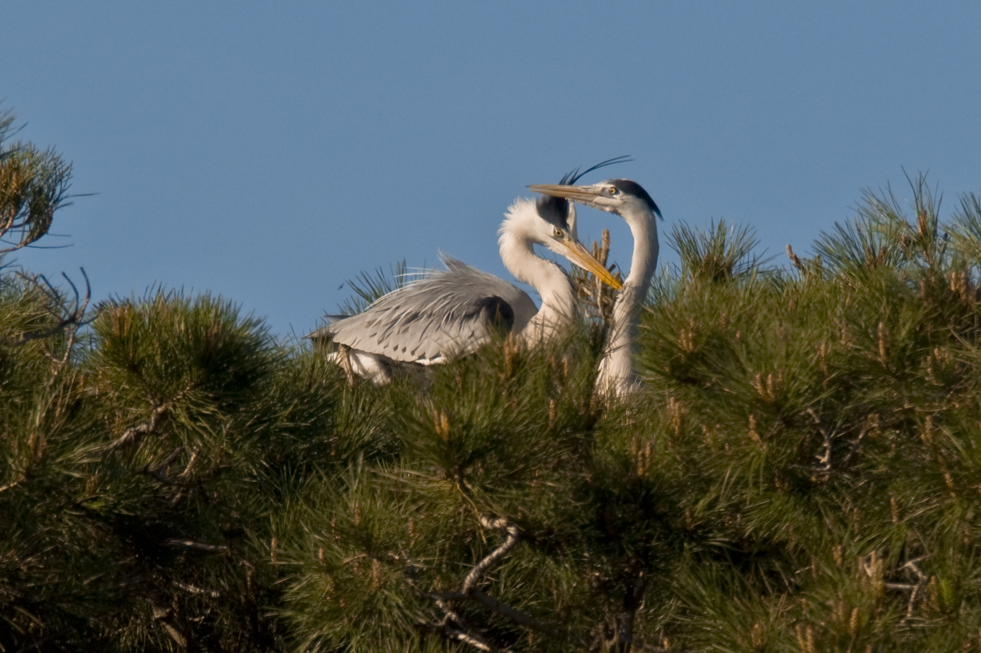 Grey Heron in love