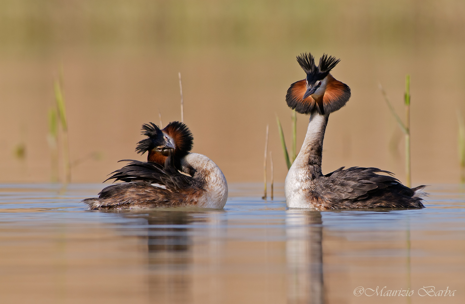 Grebes