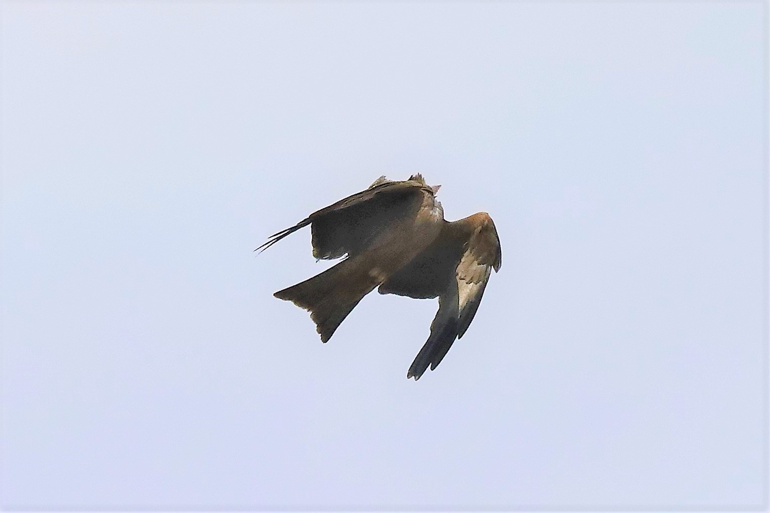 Black kite 04-04-2022