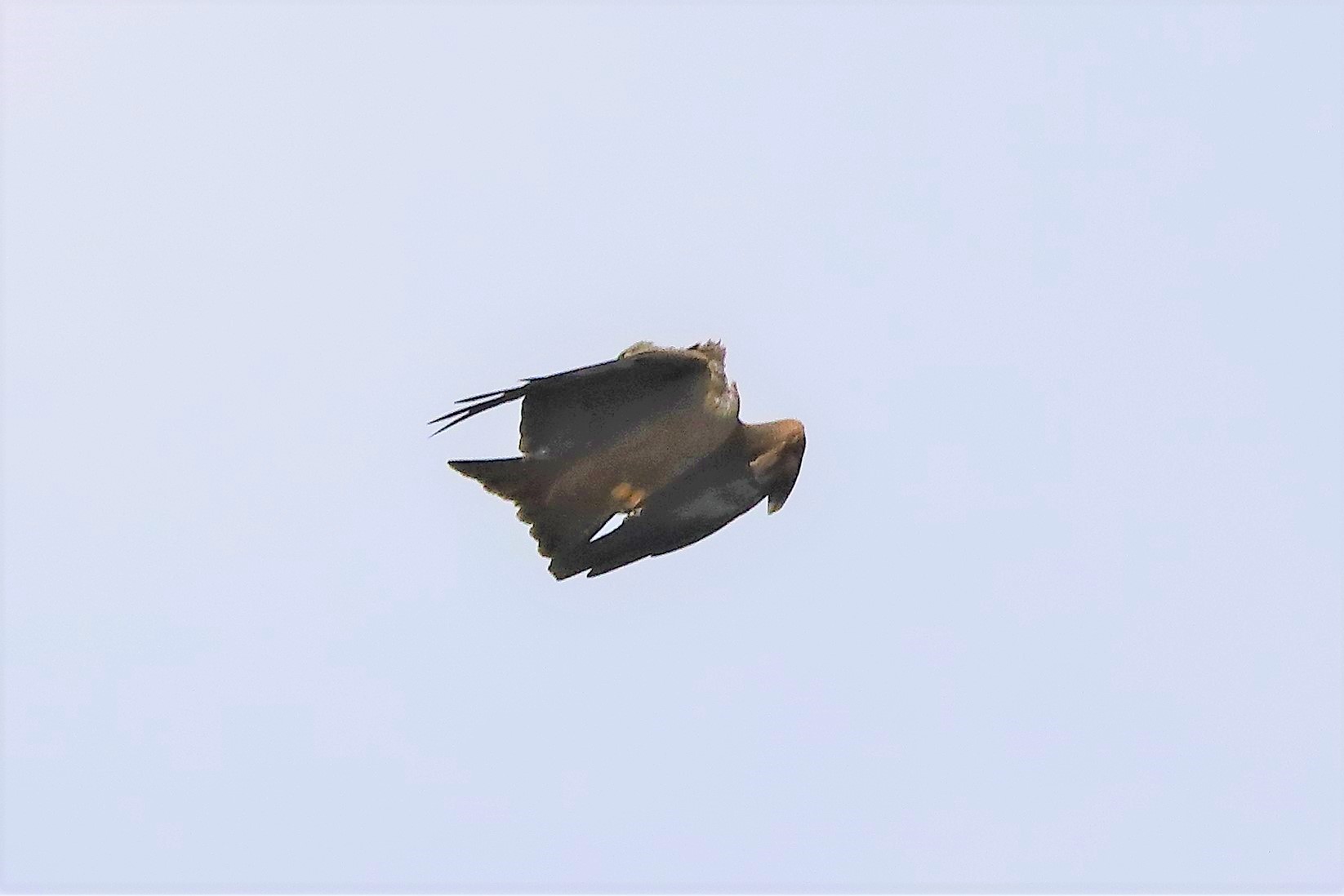 Black kite 04-04-2022