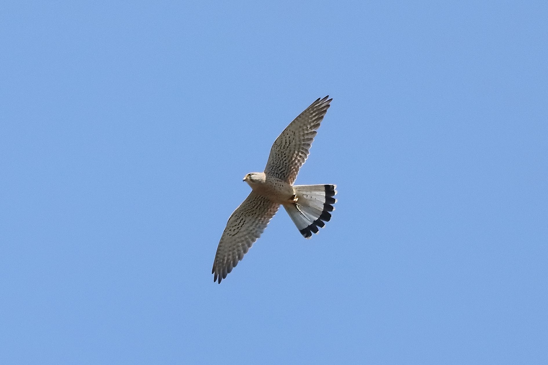 kestrel 05-04-2022