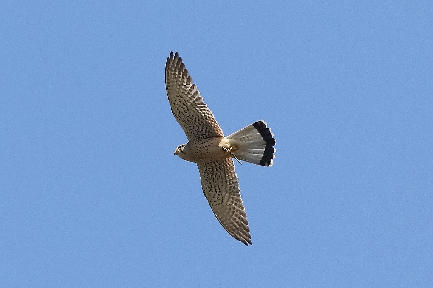 kestrel 05-04-2022