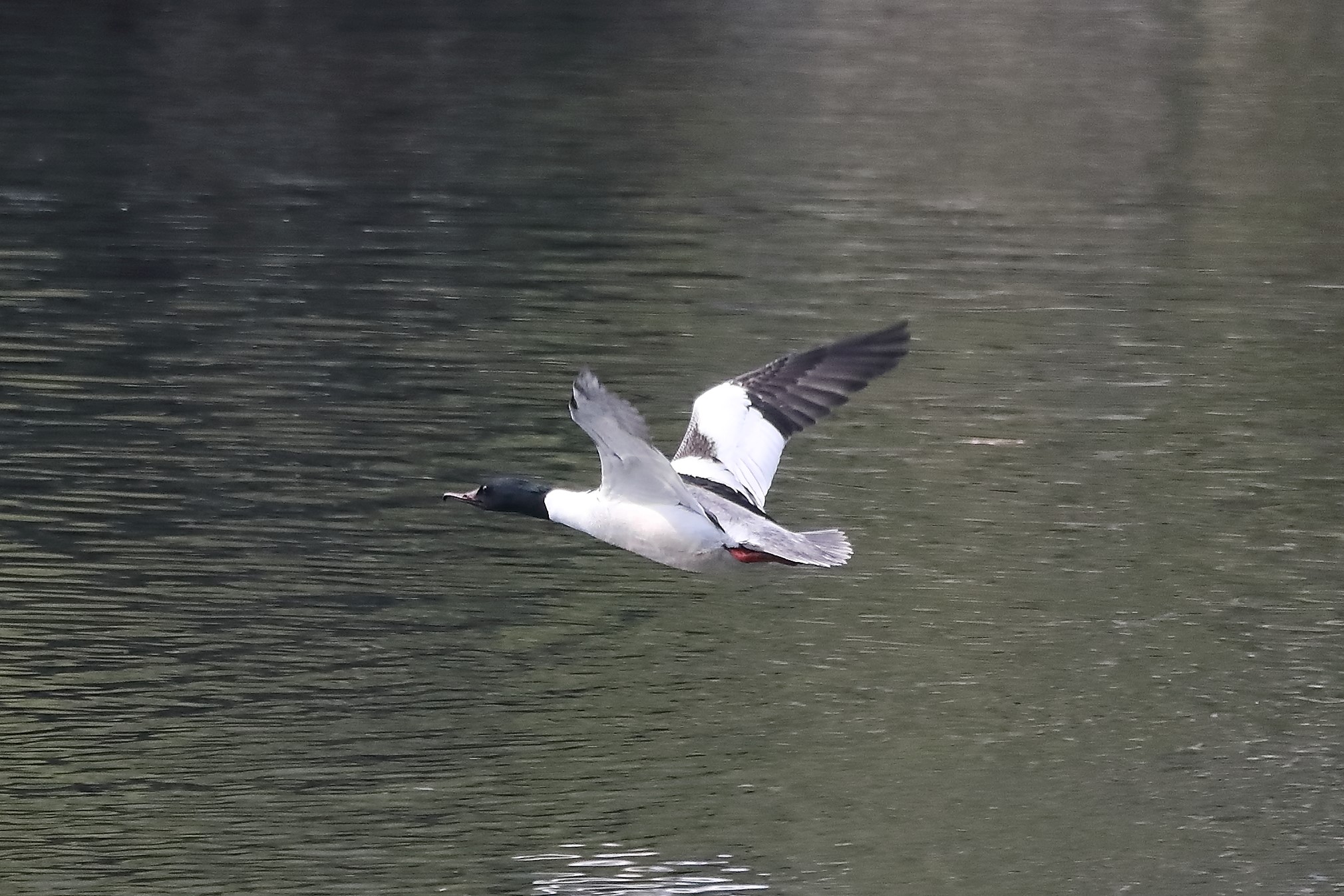 merganser M 06-04-2022