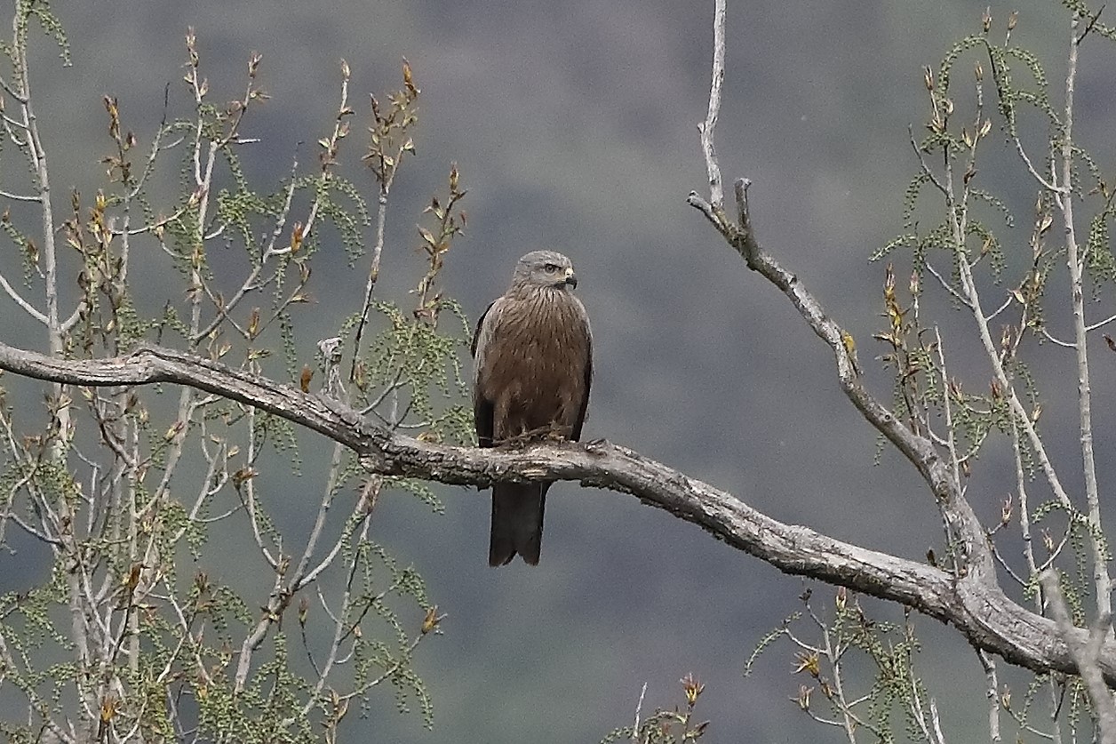 Black kite 07-04-2022